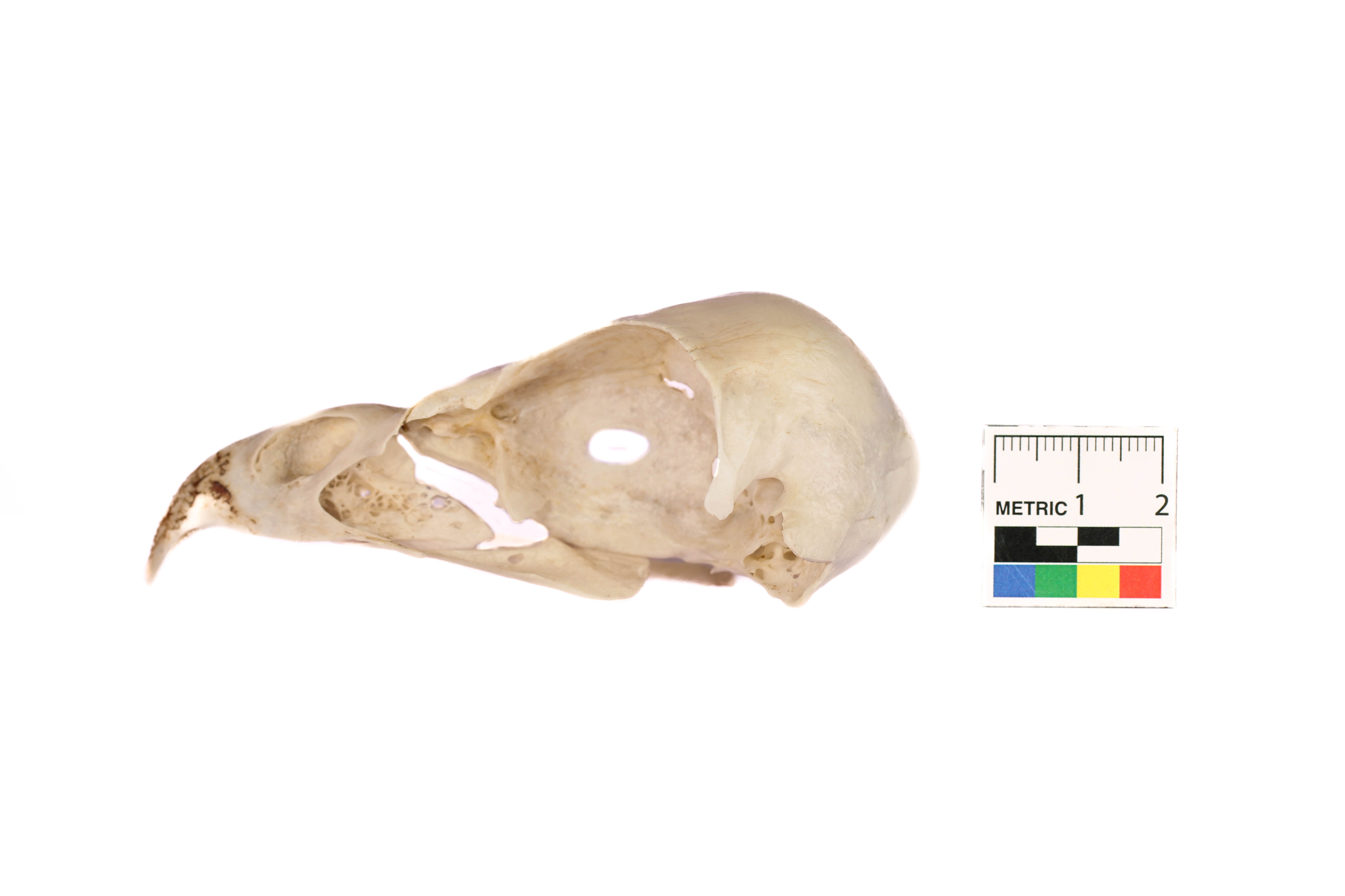 Geranoaetus melanoleucus