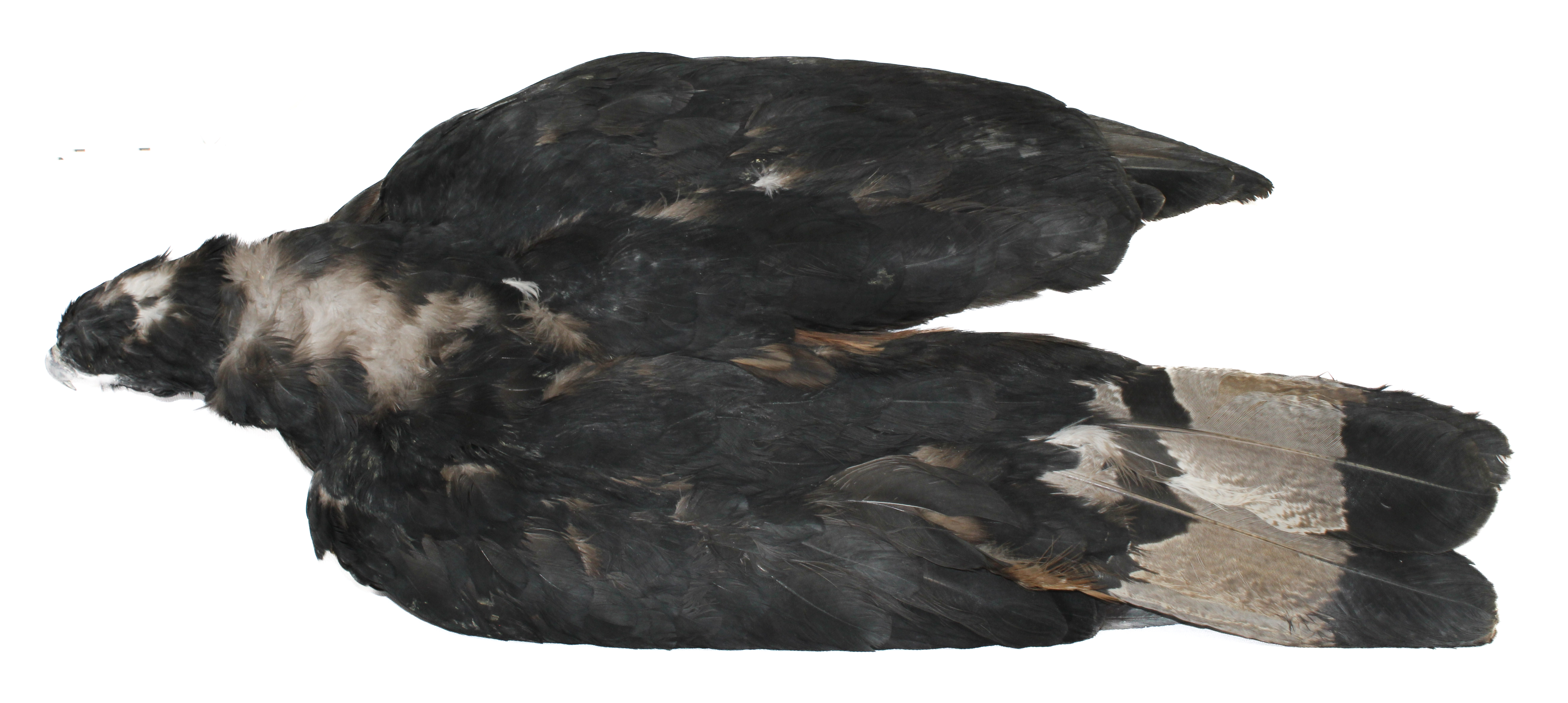 Geranoaetus melanoleucus