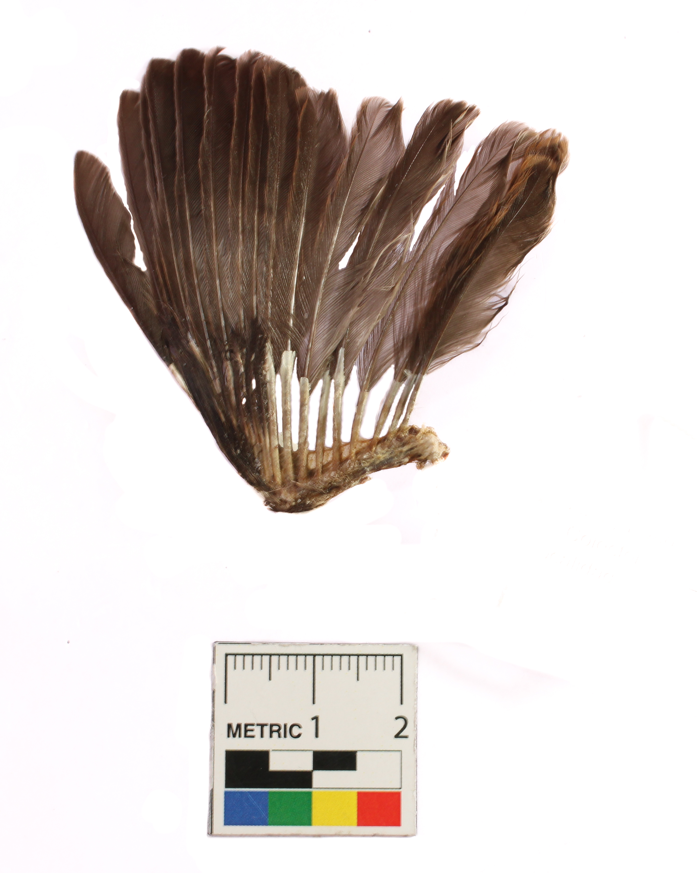 Zonotrichia capensis