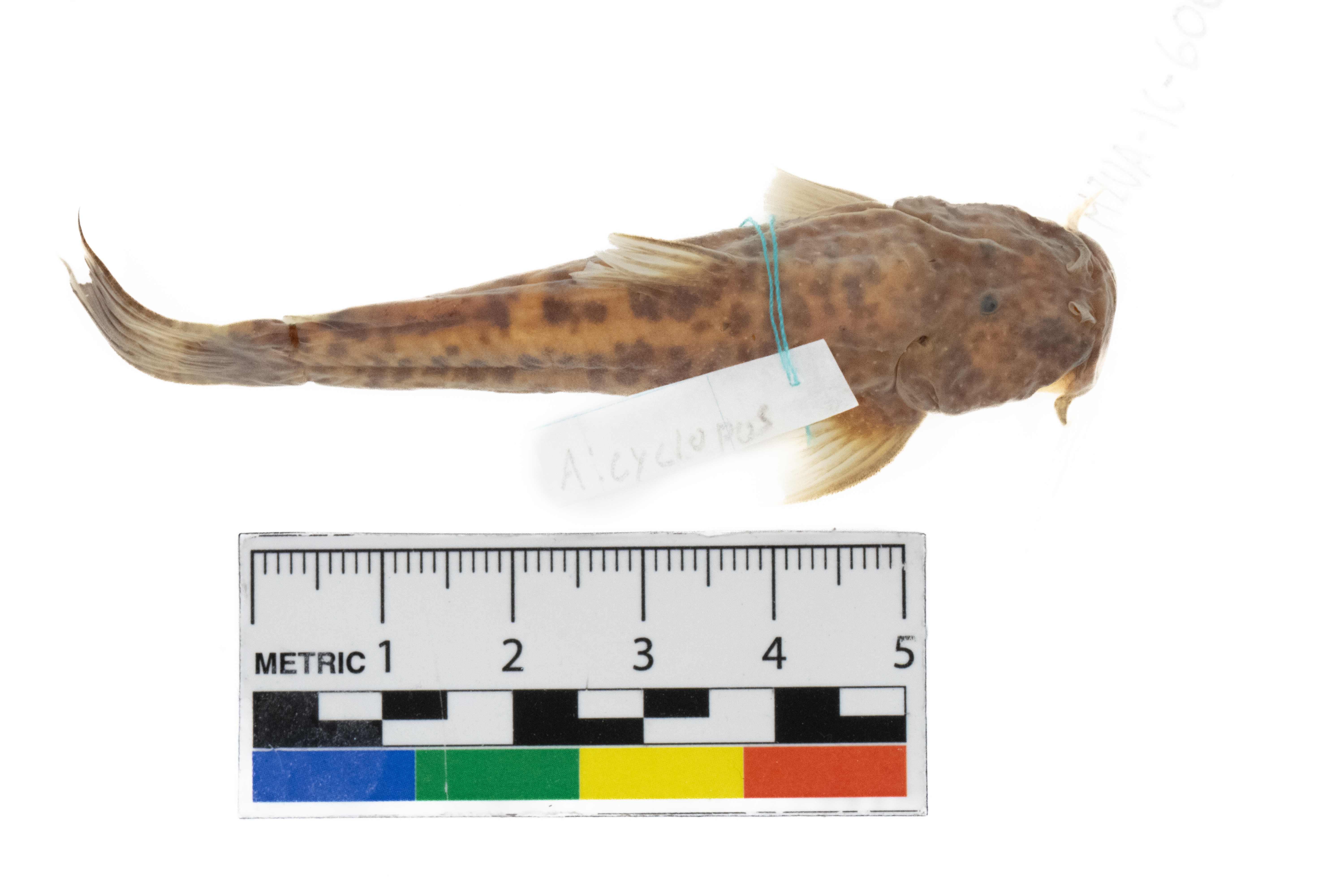 Astroblepus cyclopus
