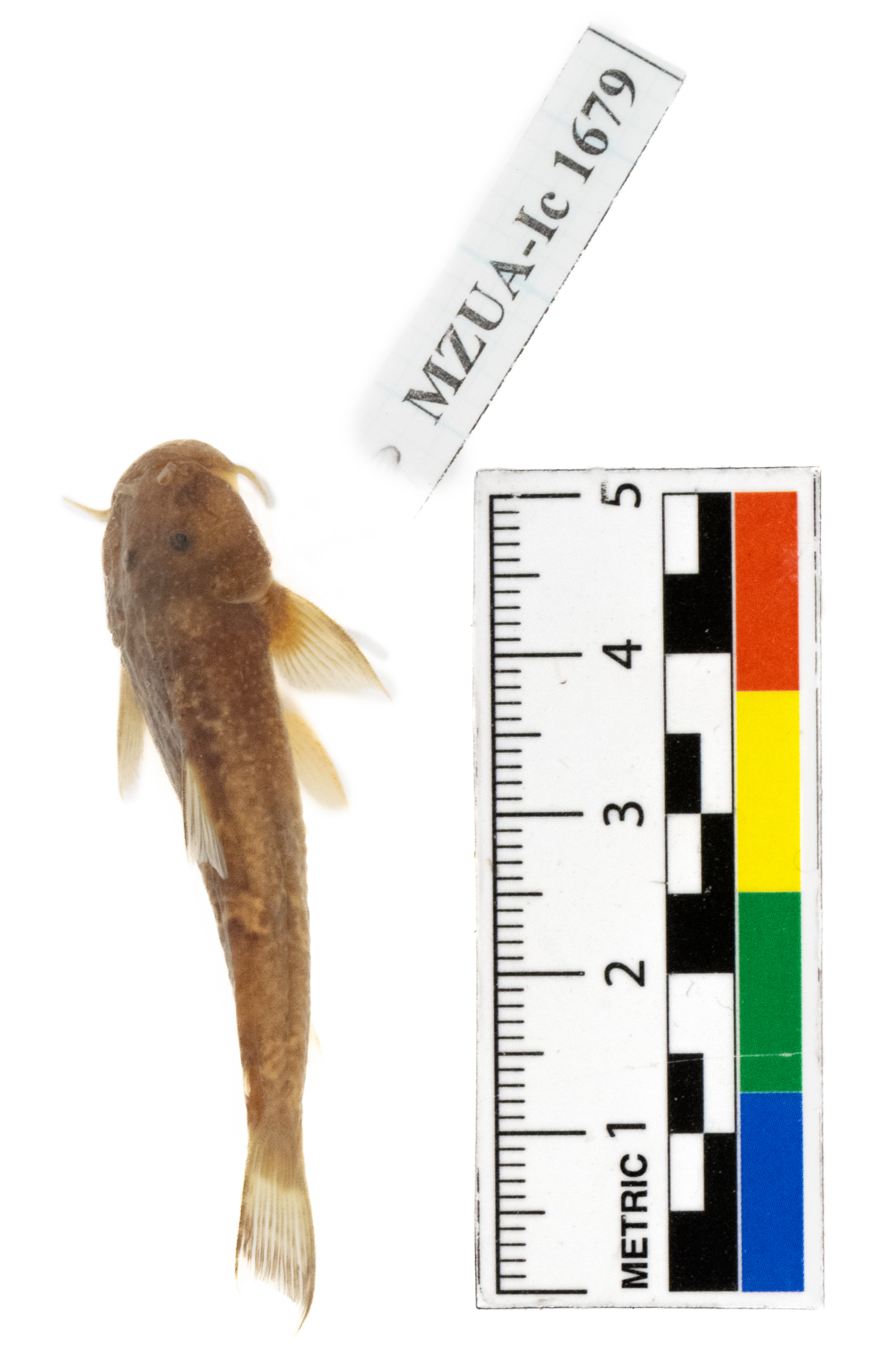 Astroblepus cyclopus