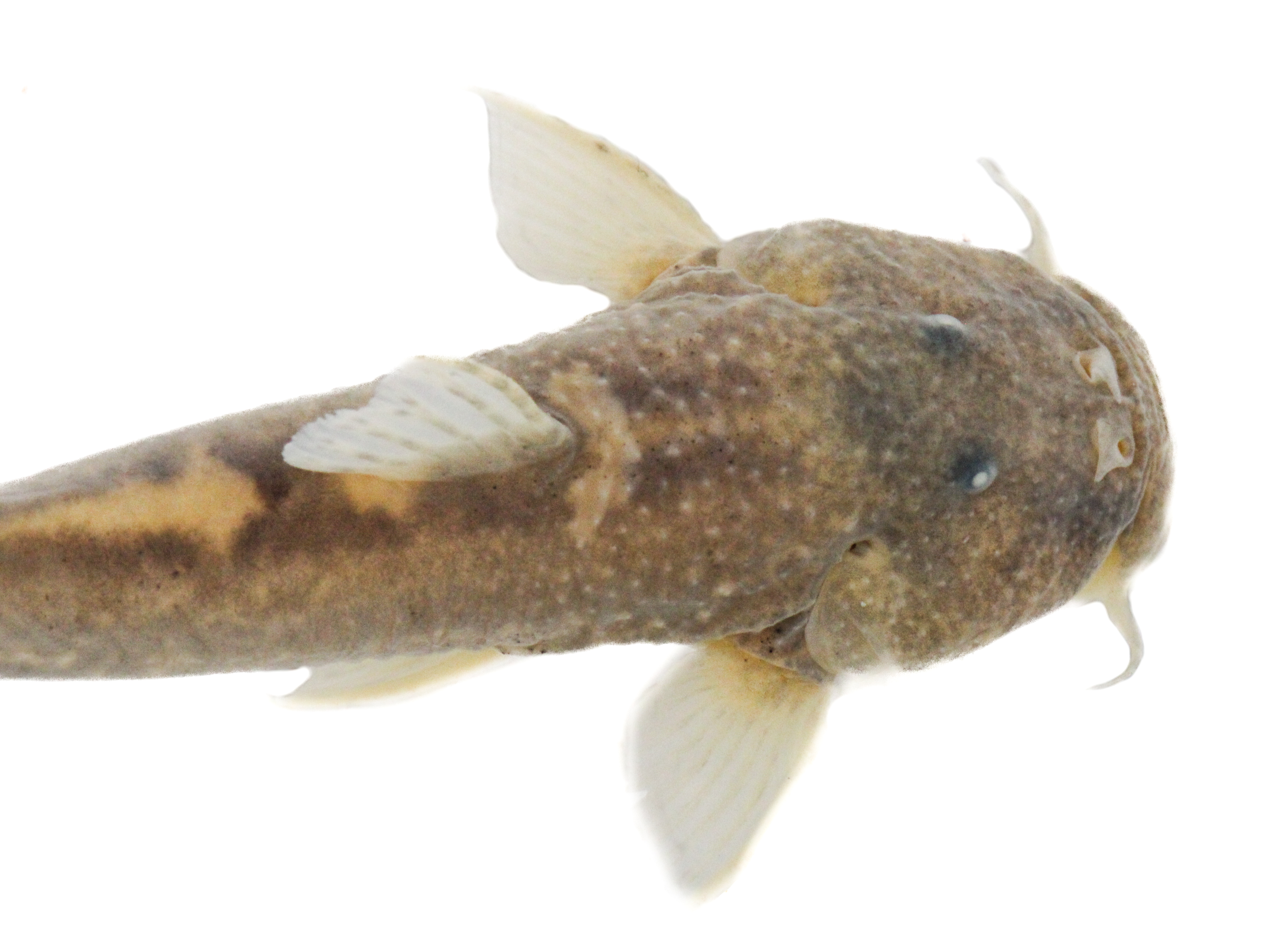 Astroblepus cyclopus