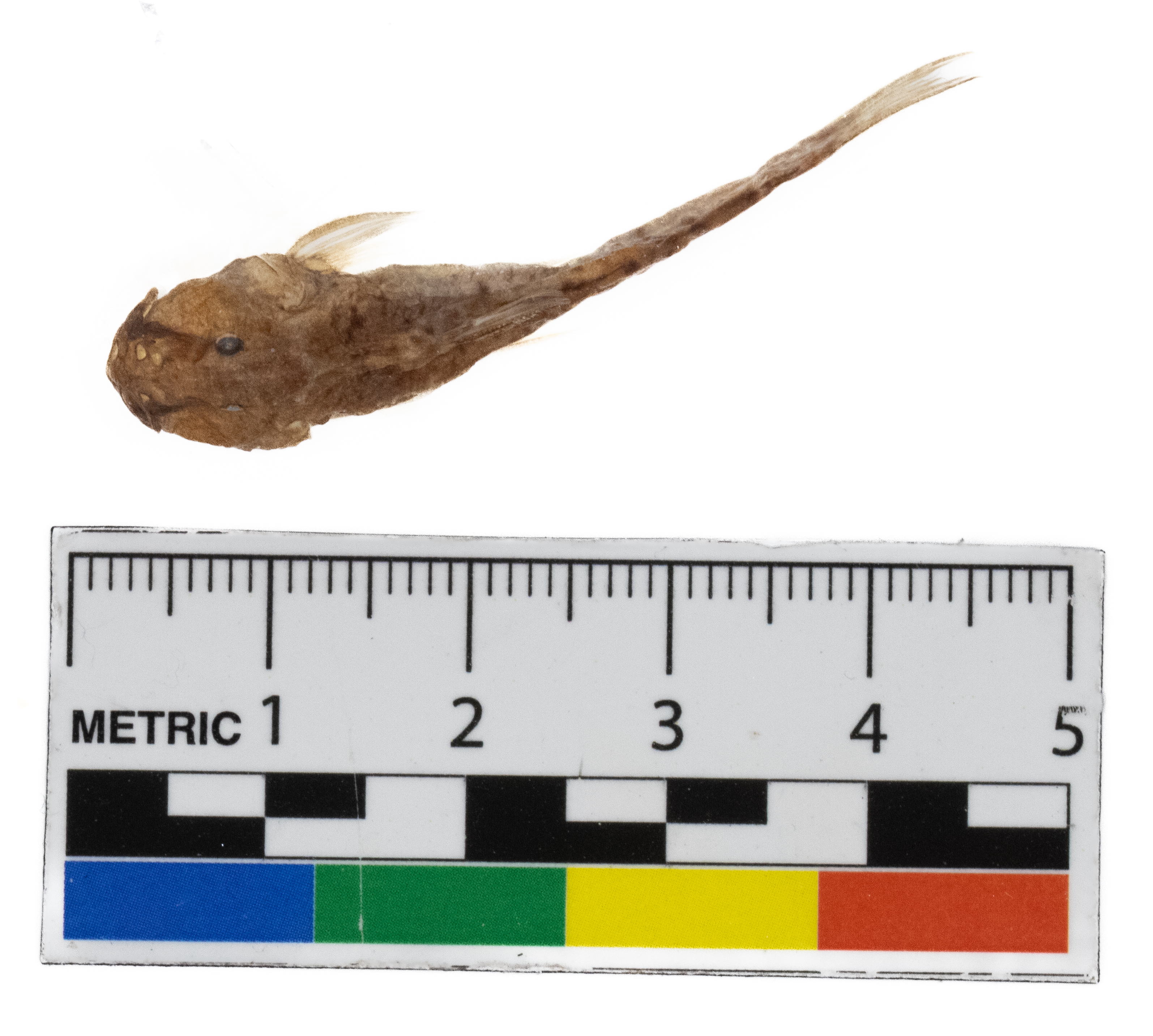 Astroblepus cyclopus