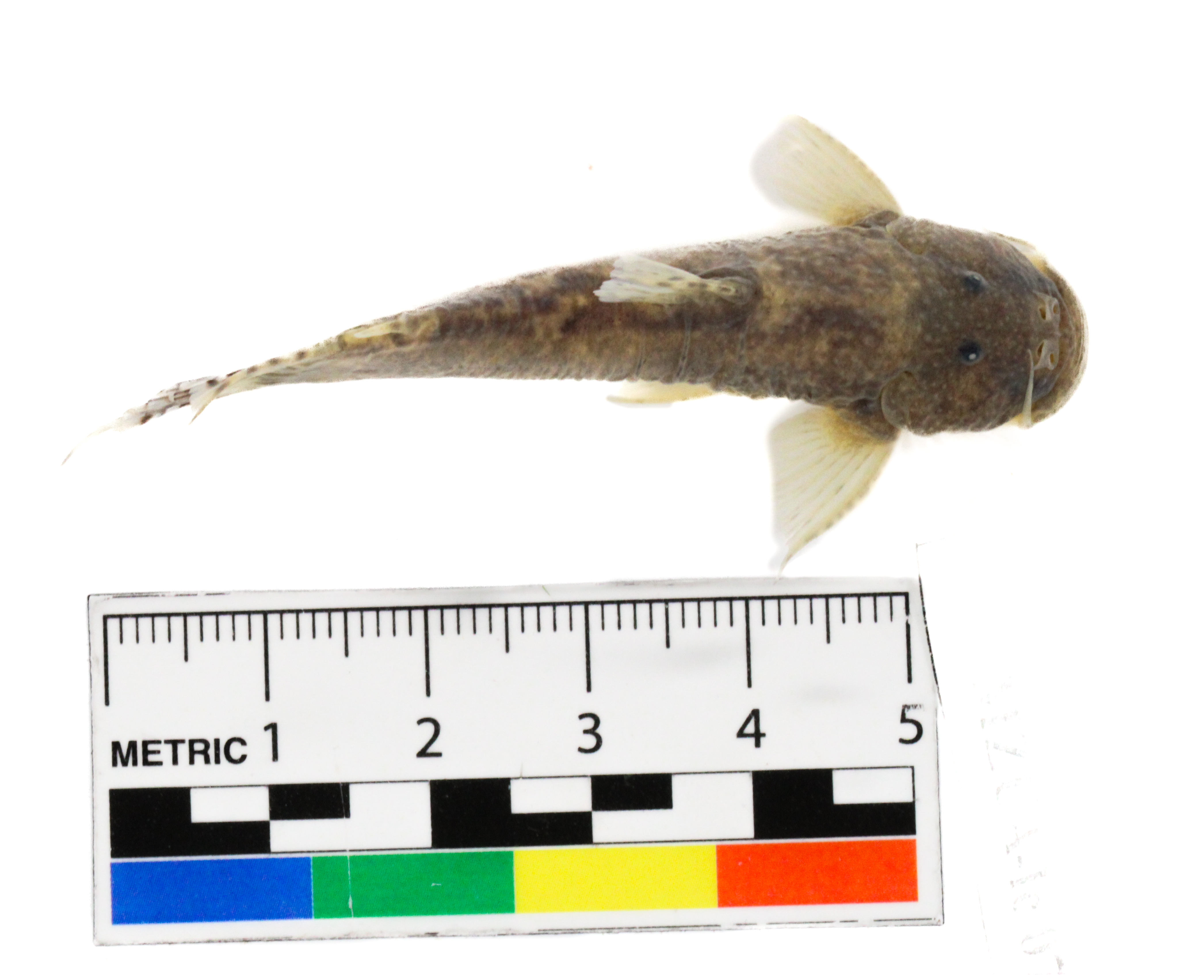 Astroblepus cyclopus