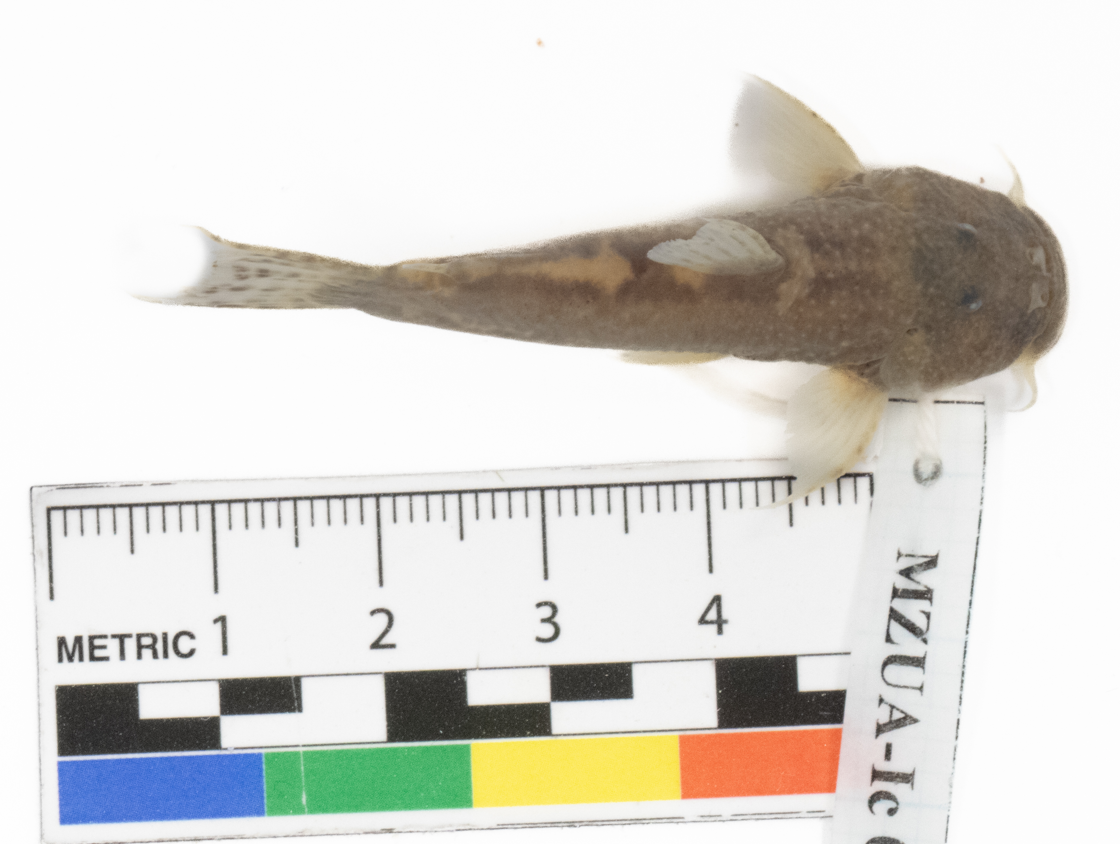 Astroblepus cyclopus