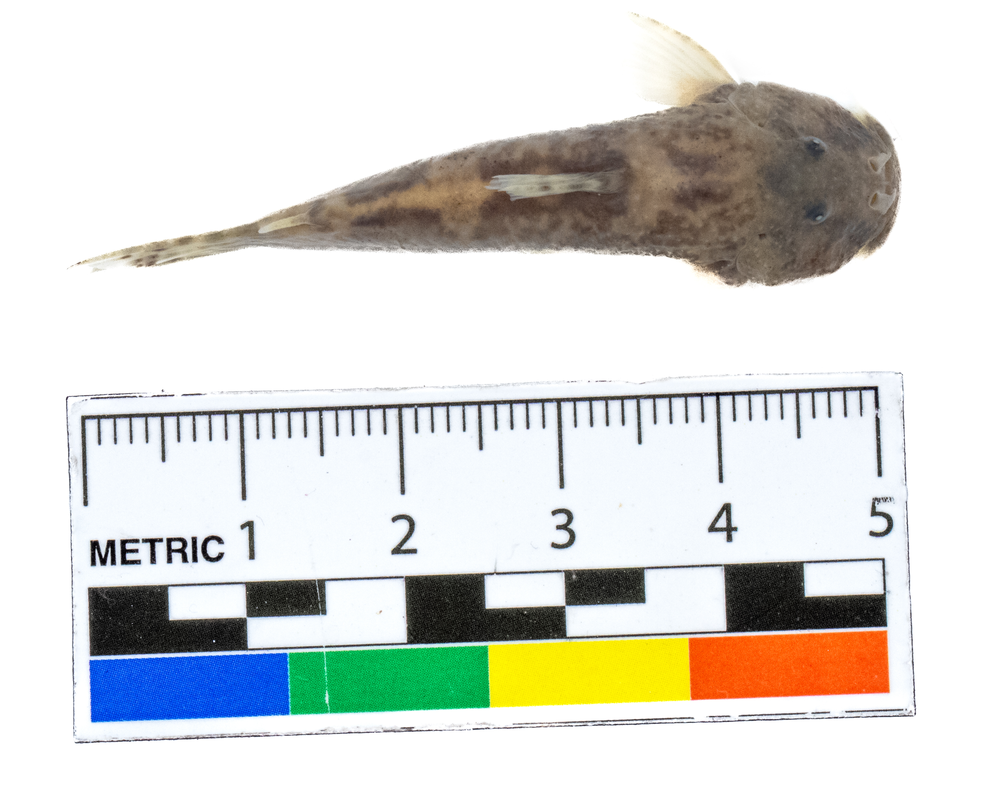 Astroblepus cyclopus