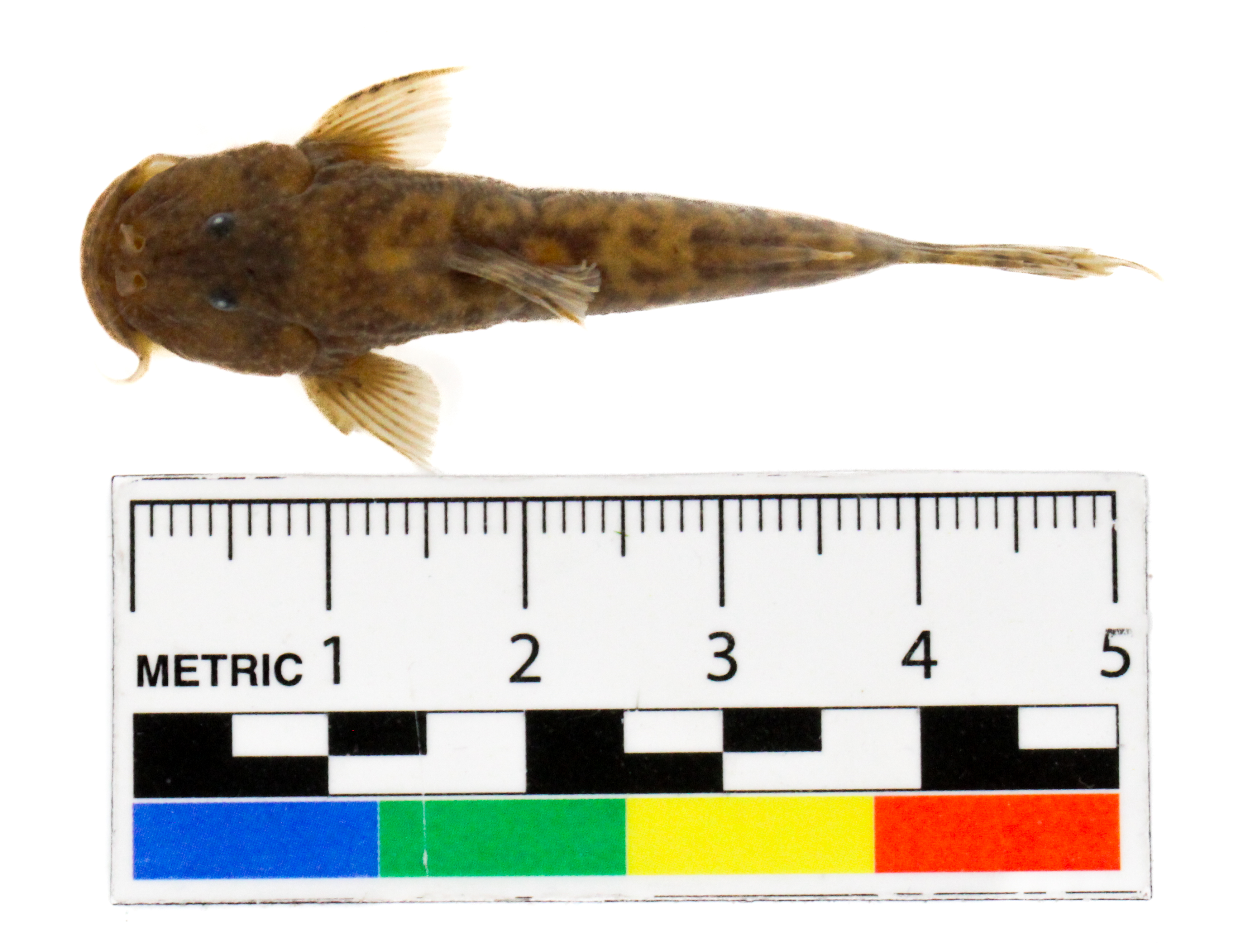 Astroblepus cyclopus