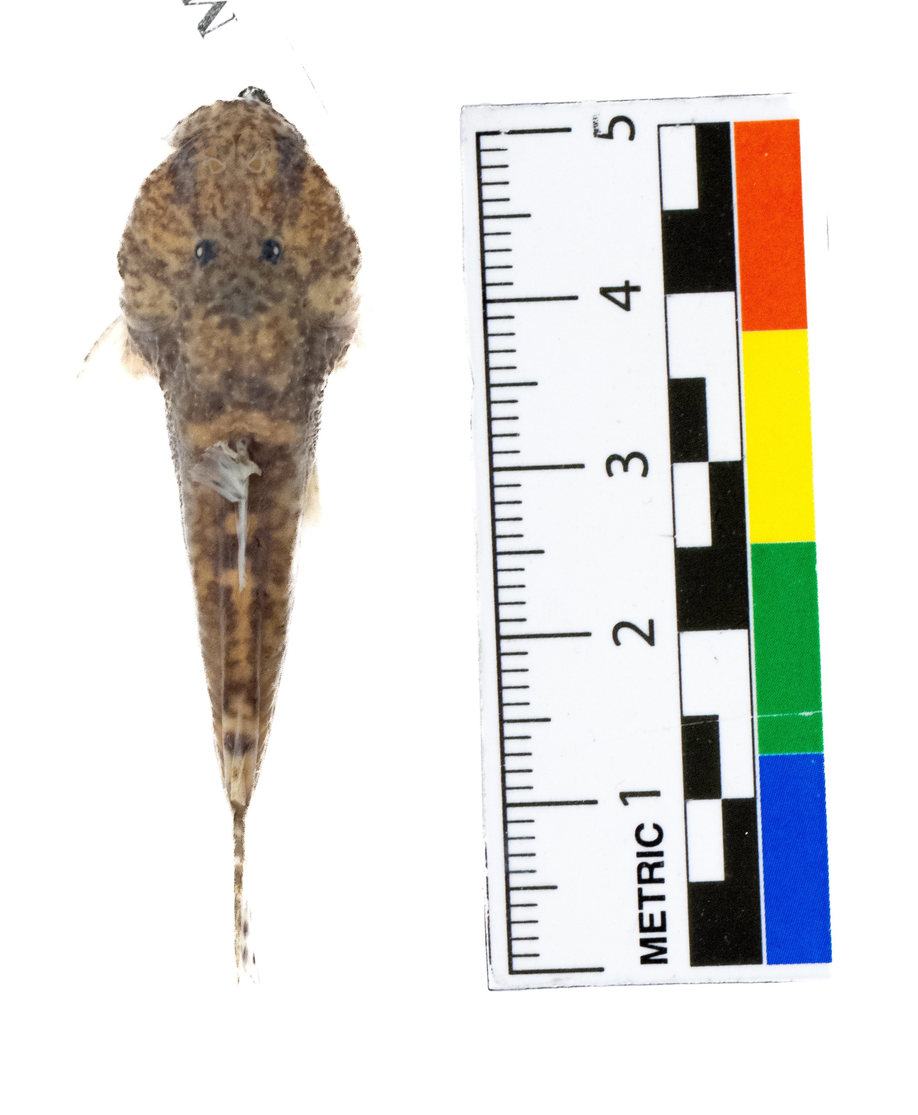 Astroblepus cyclopus