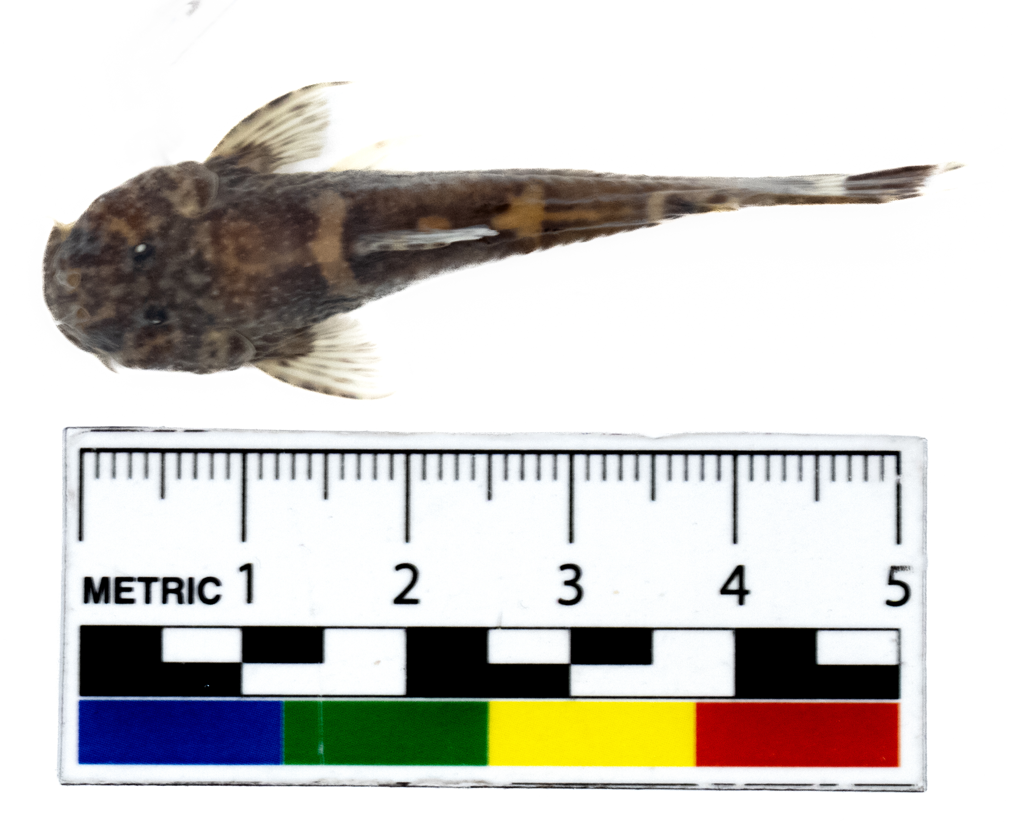 Astroblepus cyclopus