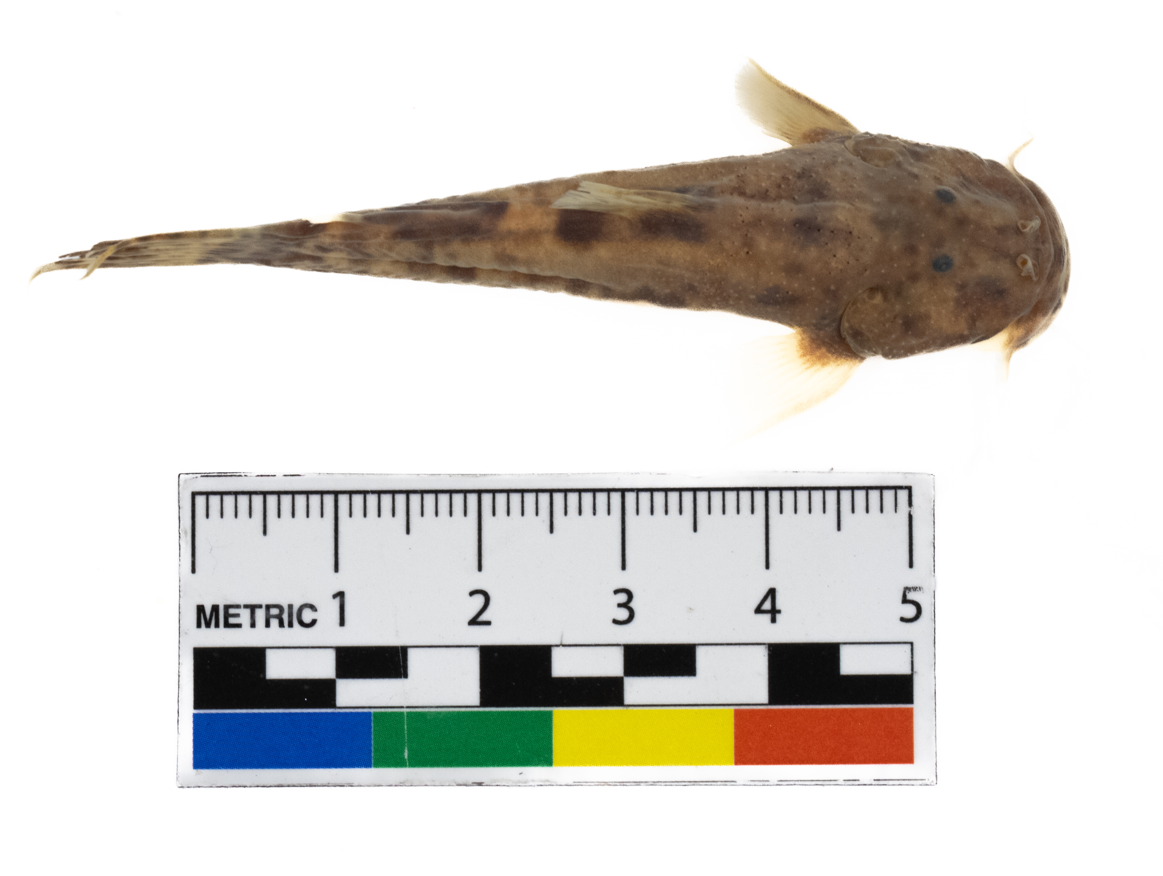 Ceratobranchia obtusirostris