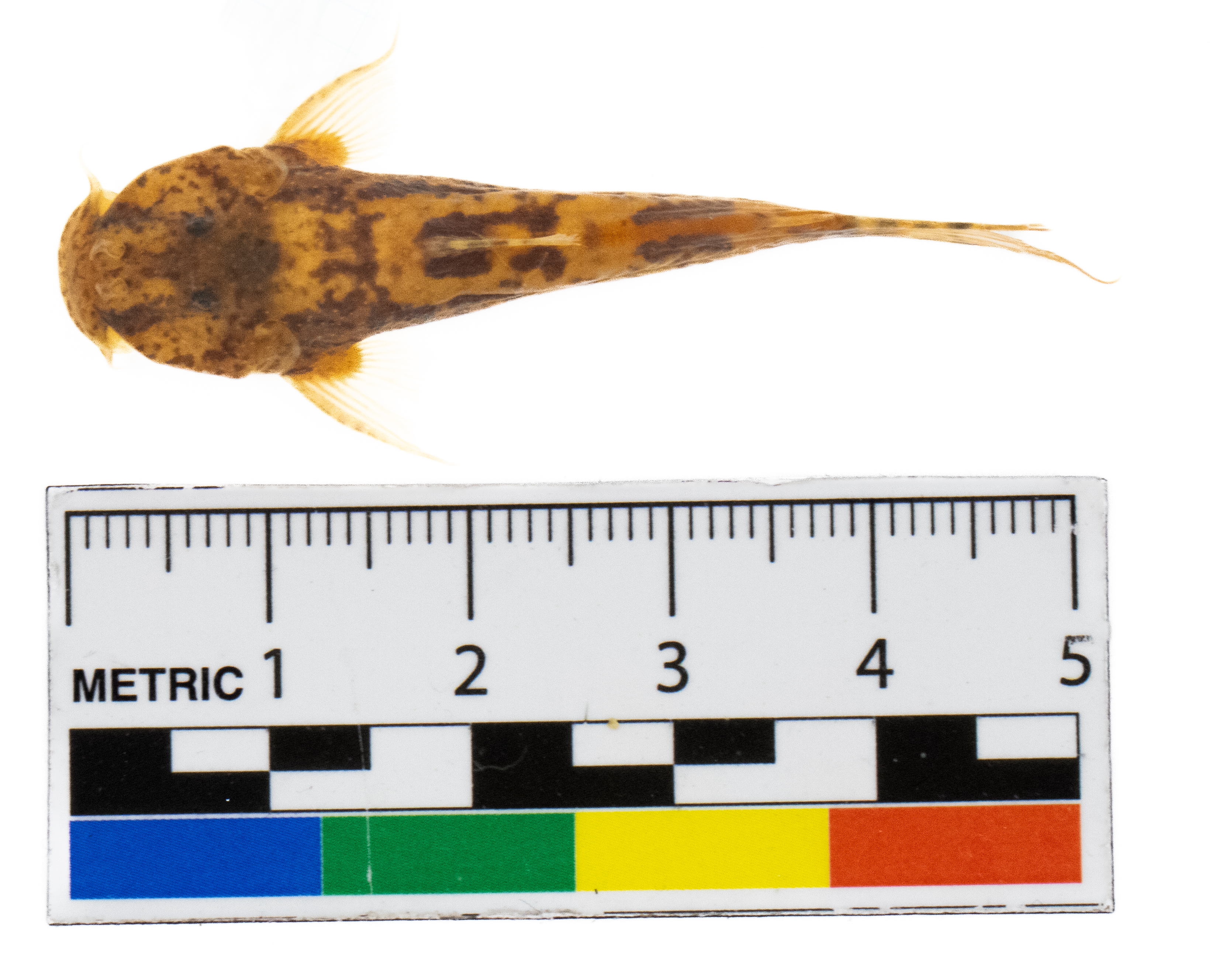Astroblepus cyclopus