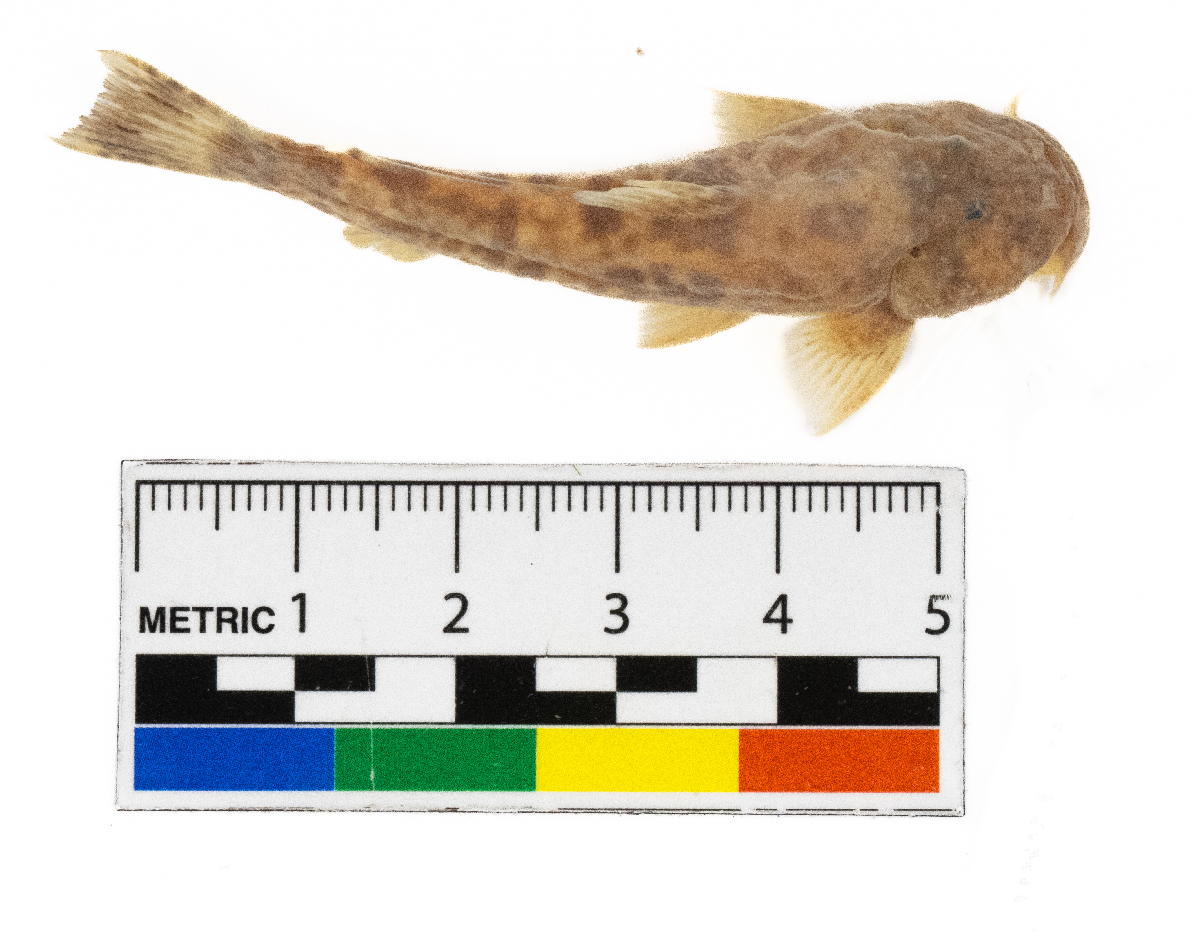 Astroblepus cyclopus
