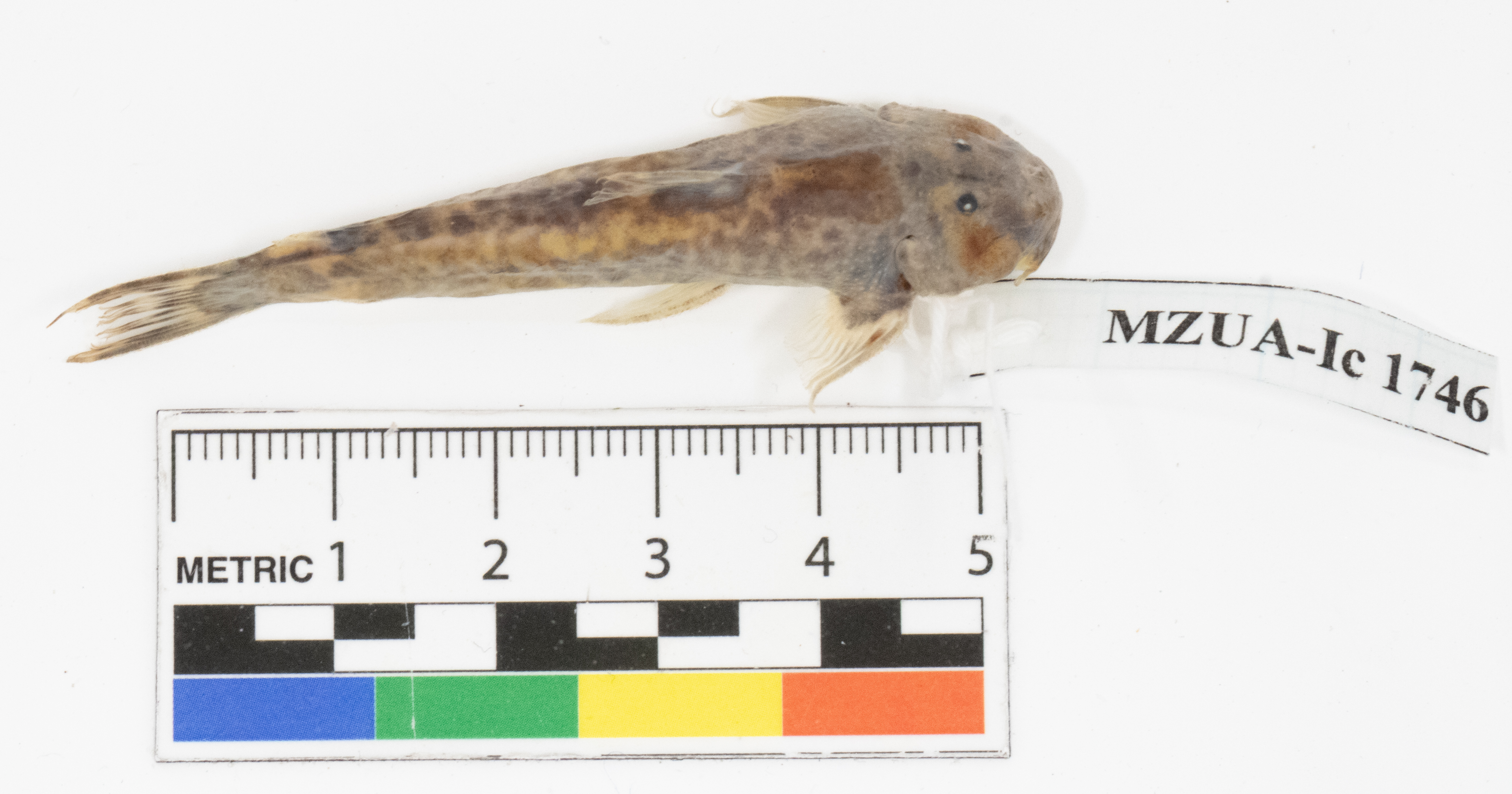 Astroblepus cyclopus