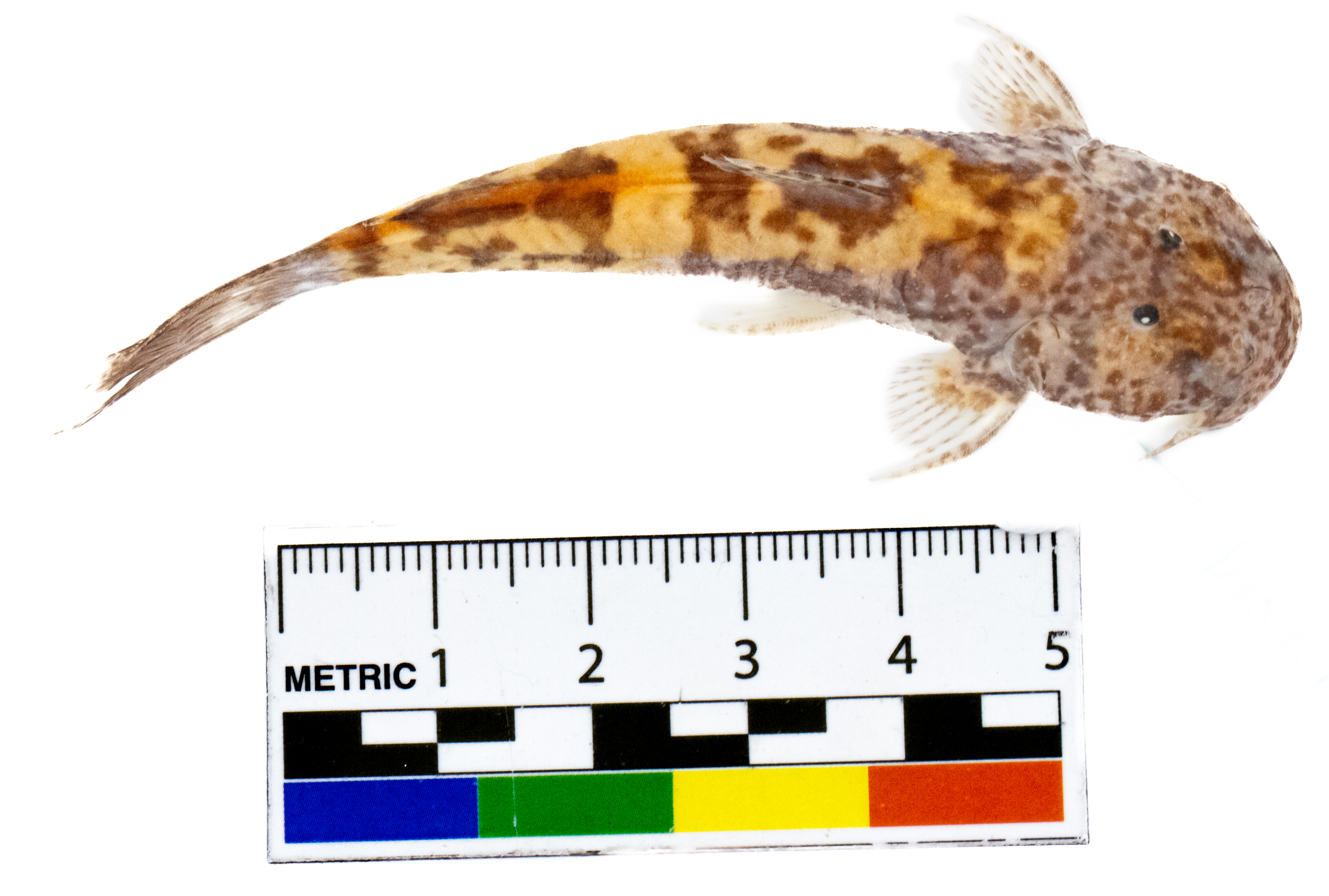 Astroblepus cyclopus