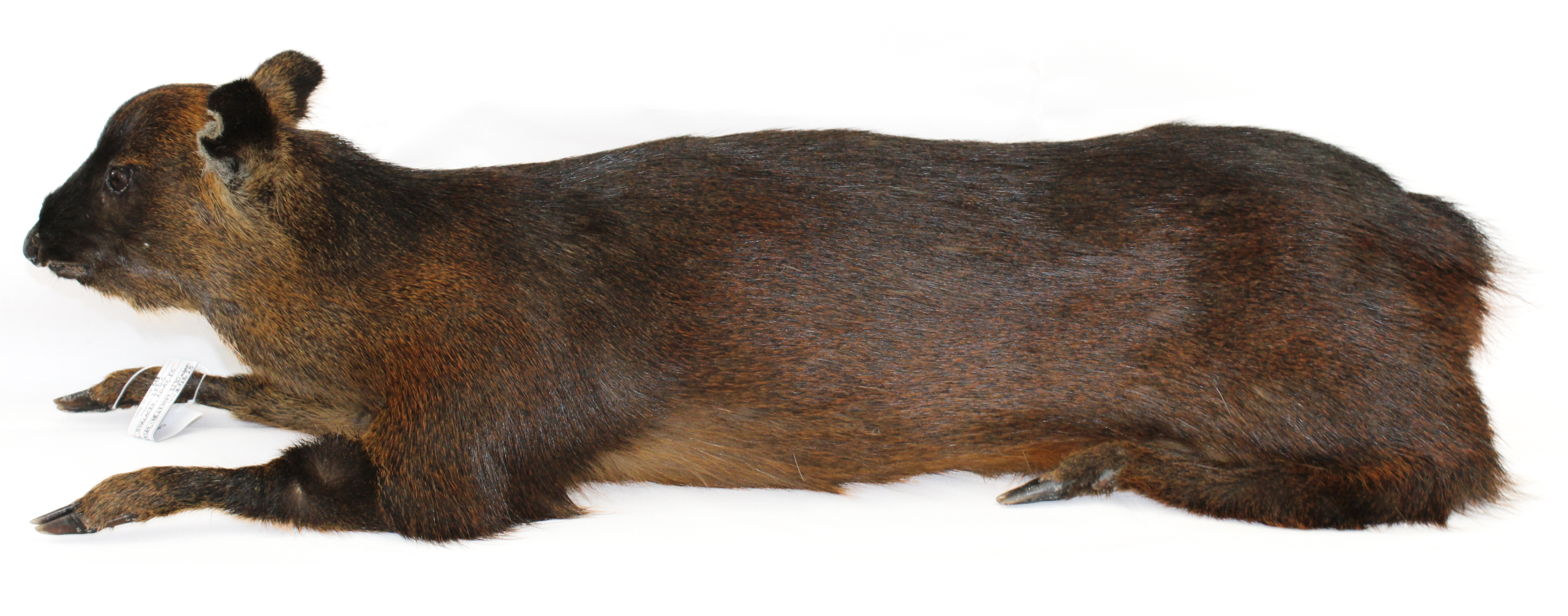 Pudella mephistophiles