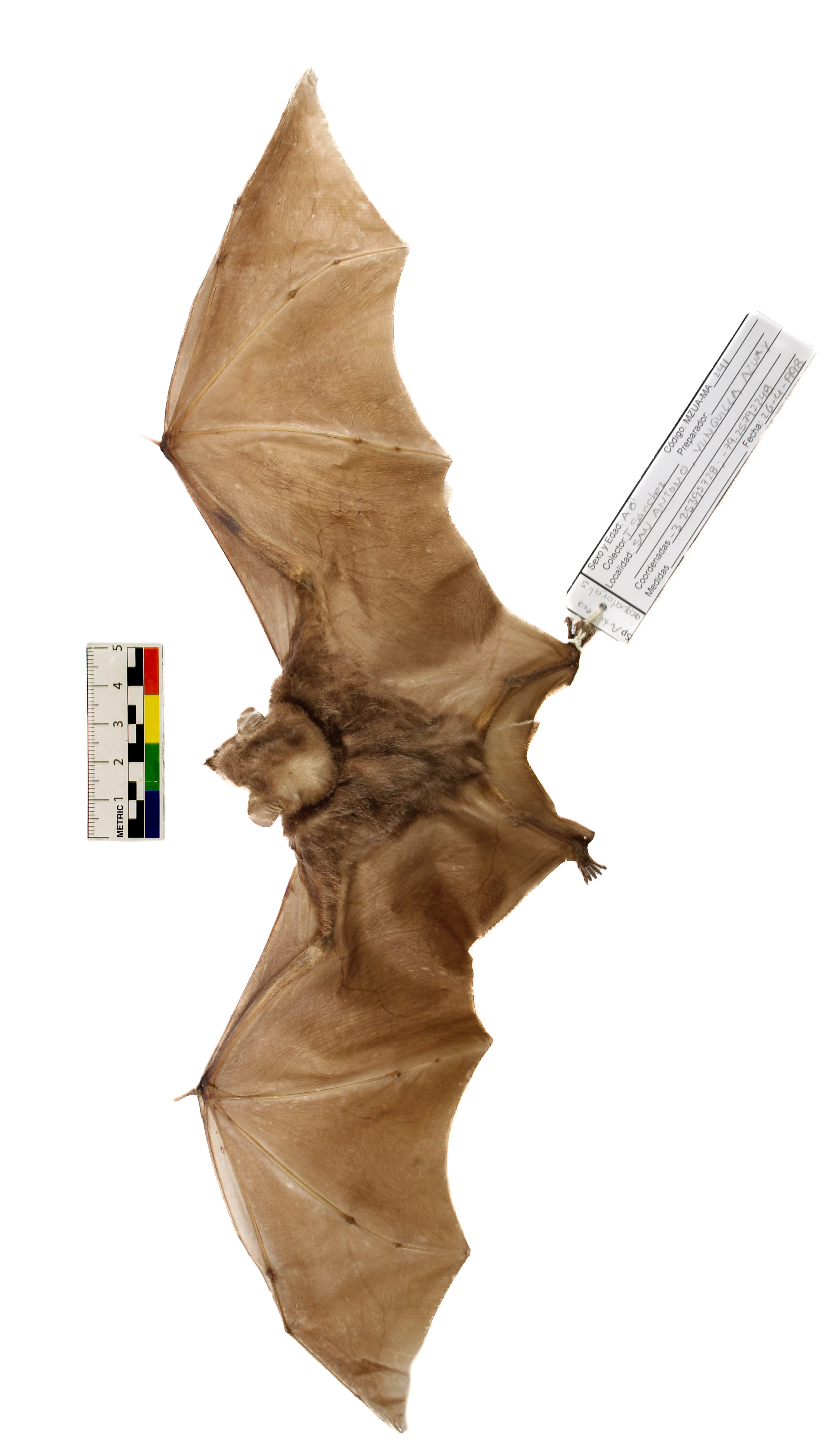 Carollia brevicauda (Murciélago sedoso de cola corta)