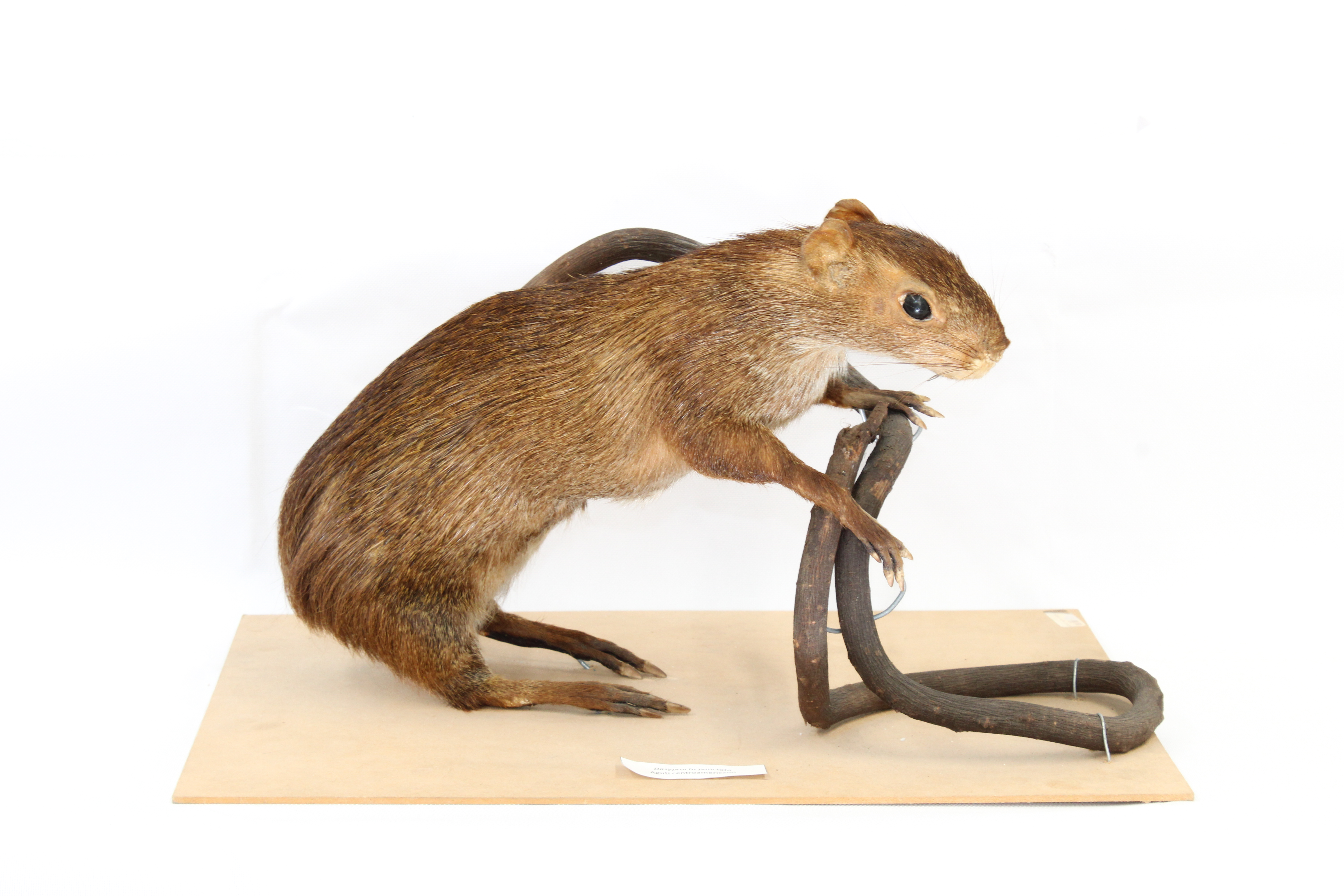 Dasyprocta fuliginosa