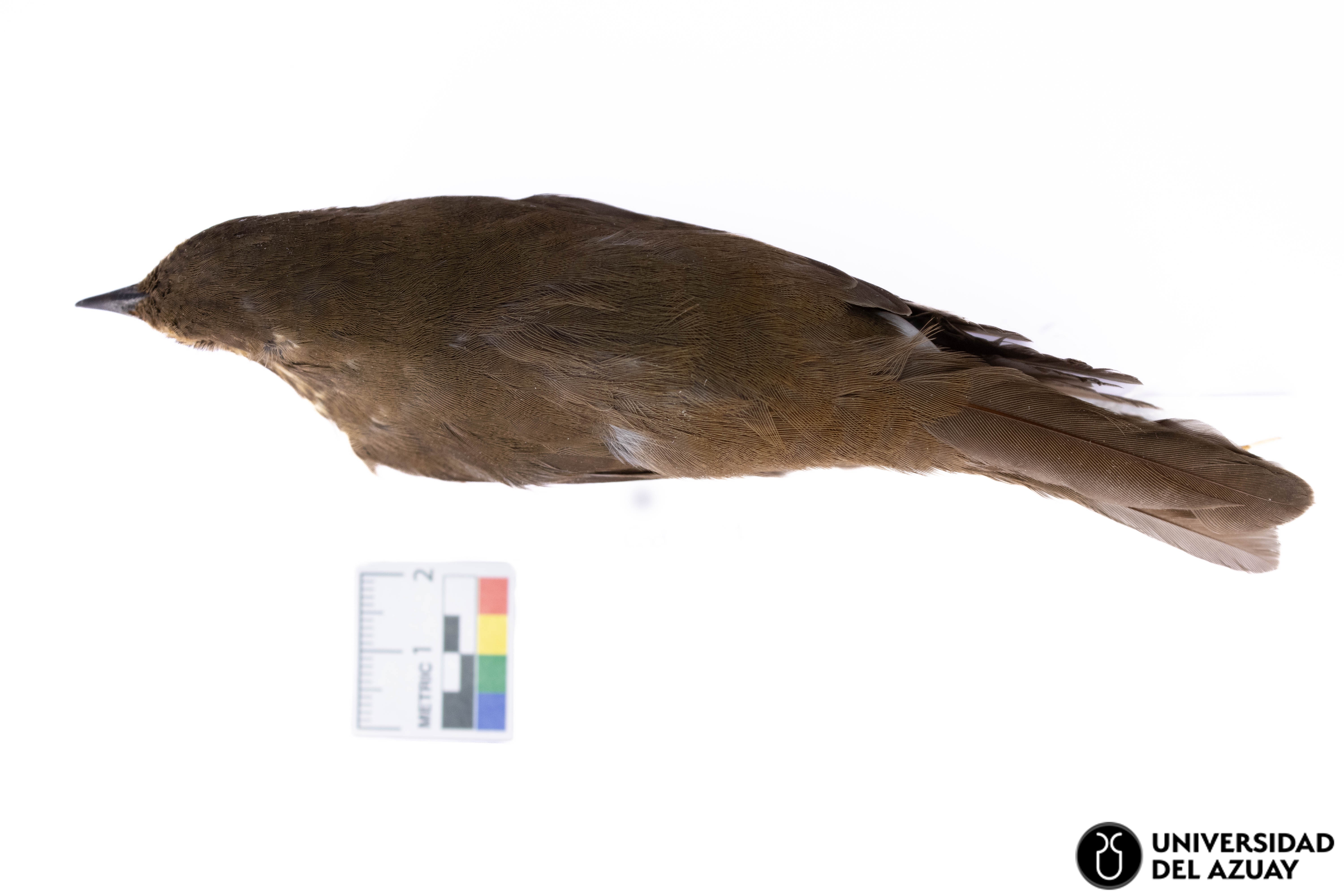 Catharus ustulatus