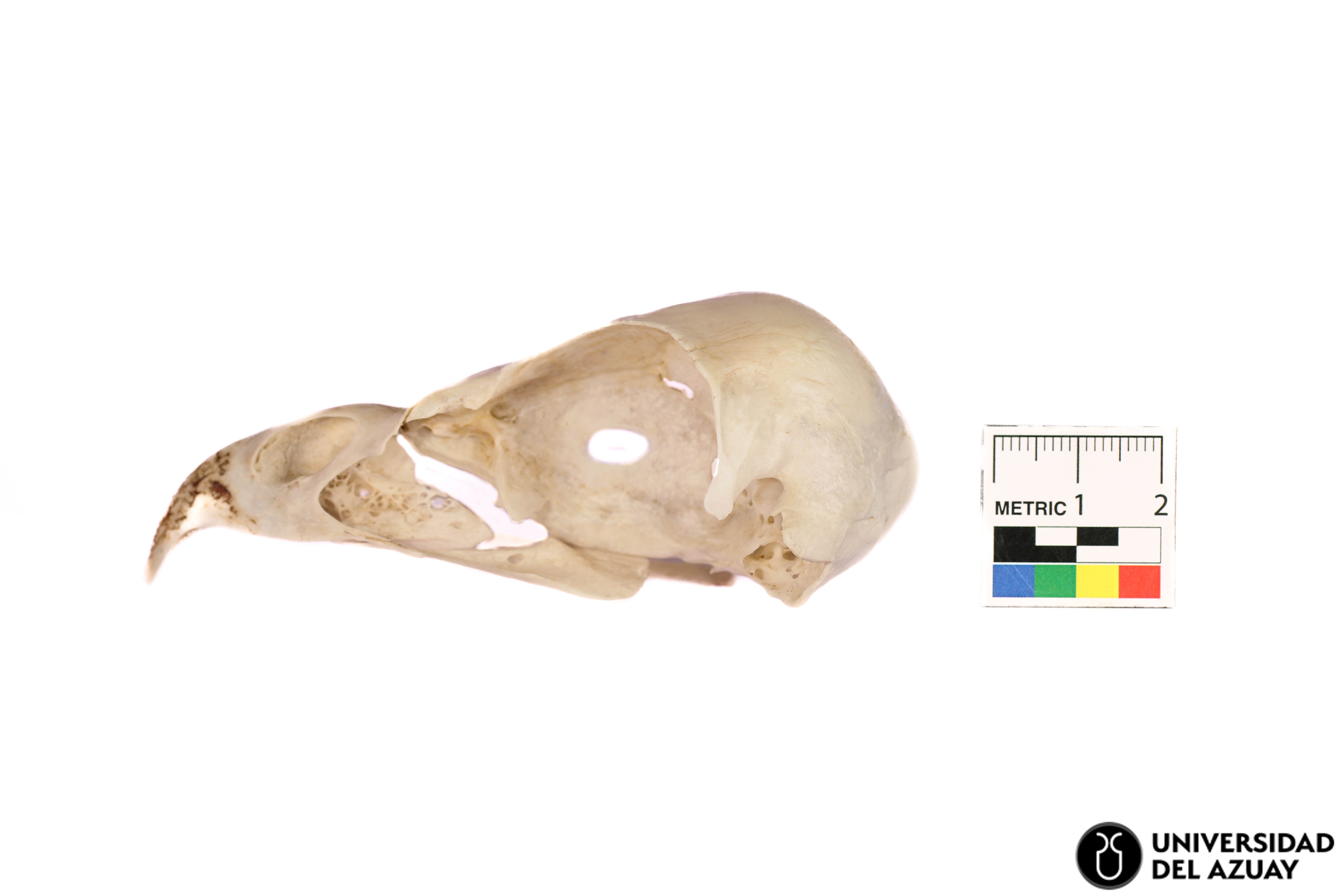 Geranoaetus melanoleucus
