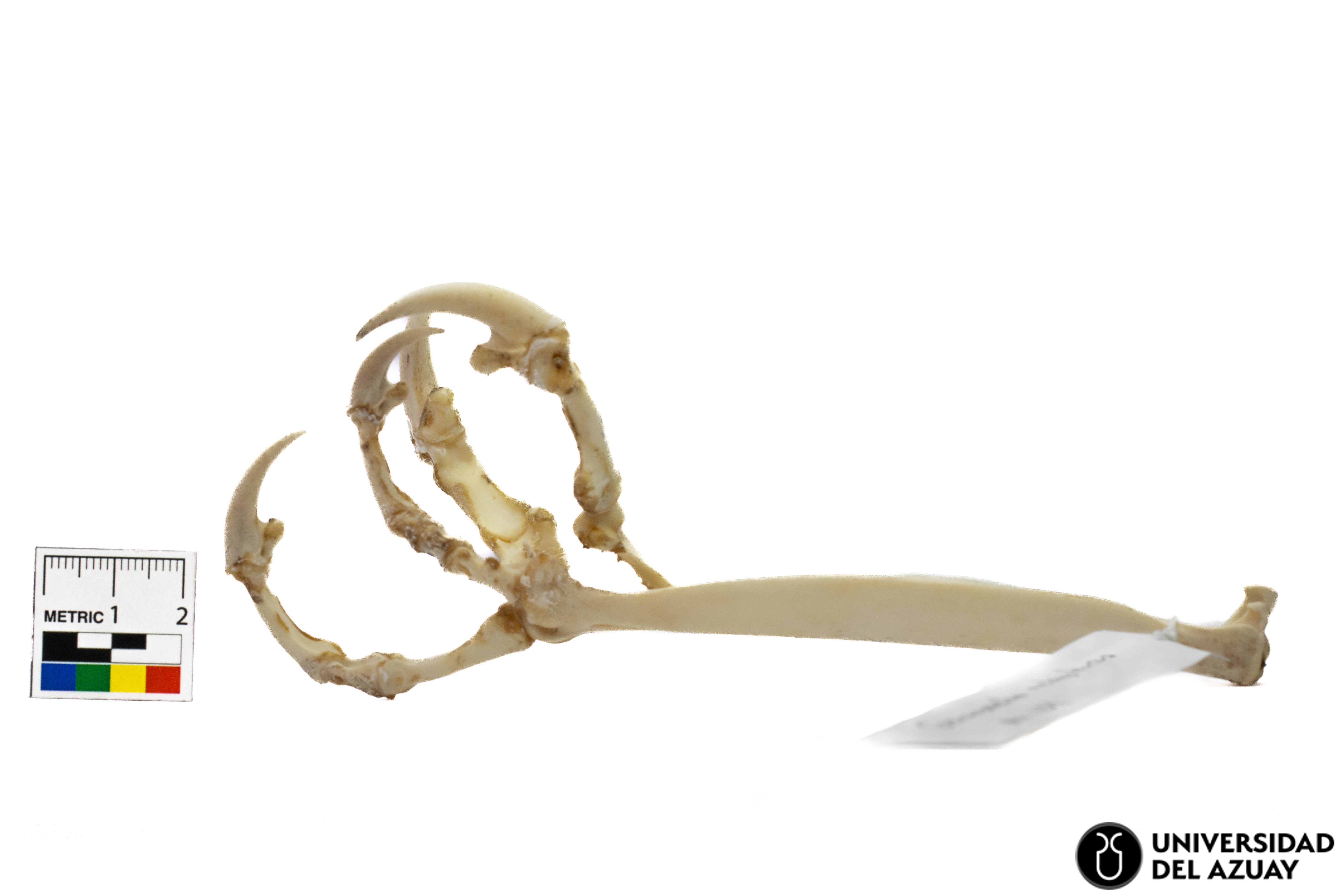 Geranoaetus melanoleucus