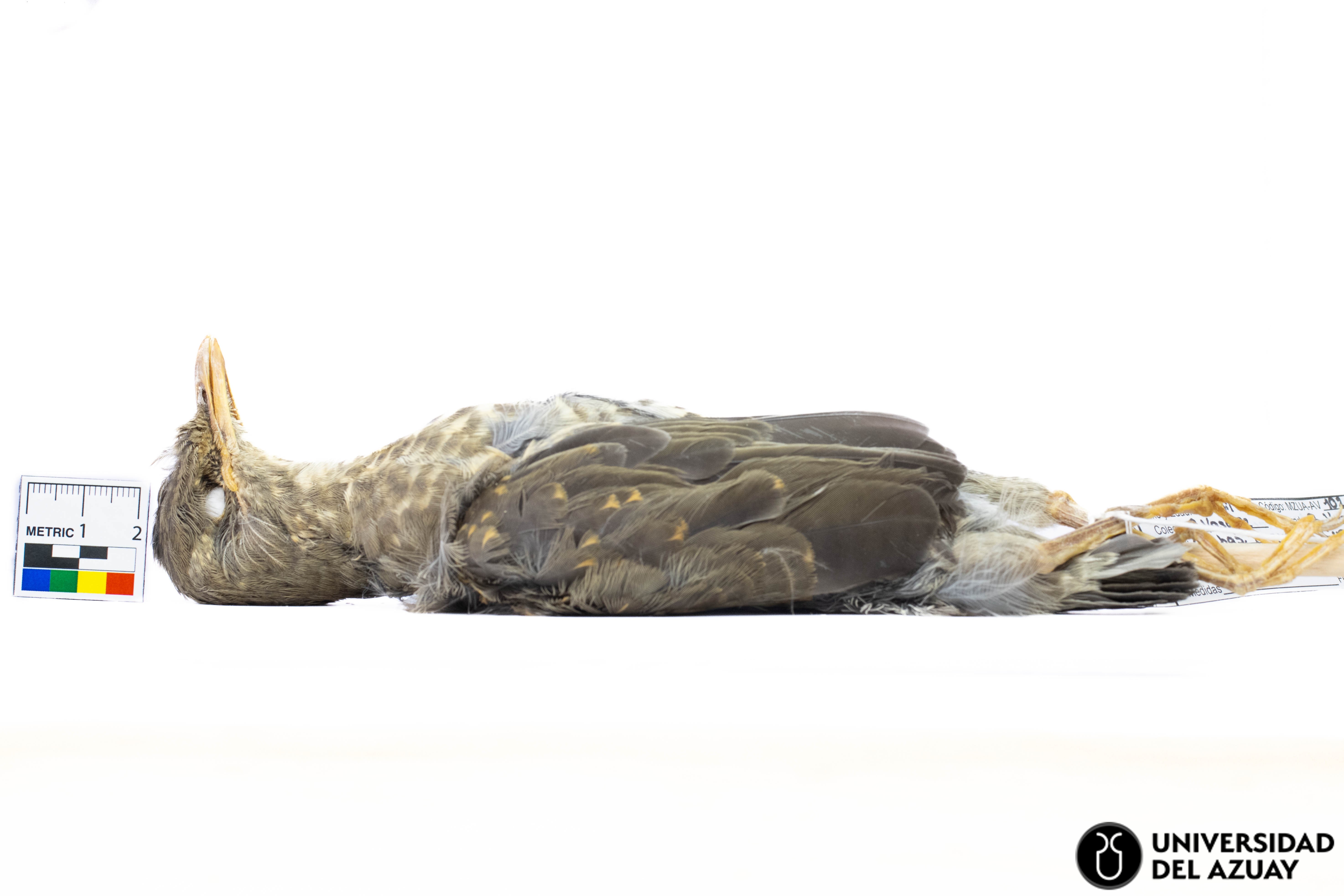 Turdus chiguanco