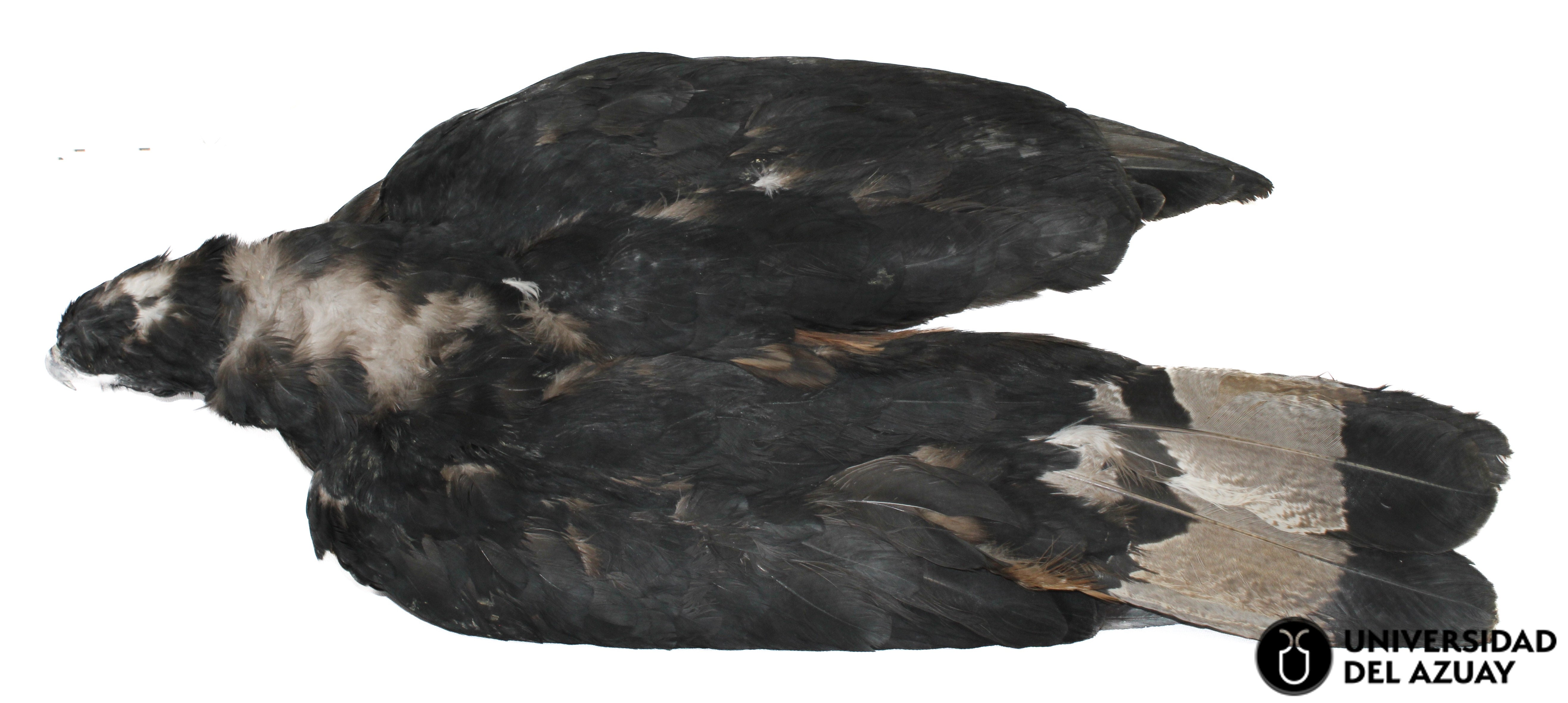 Spizaetus isidori