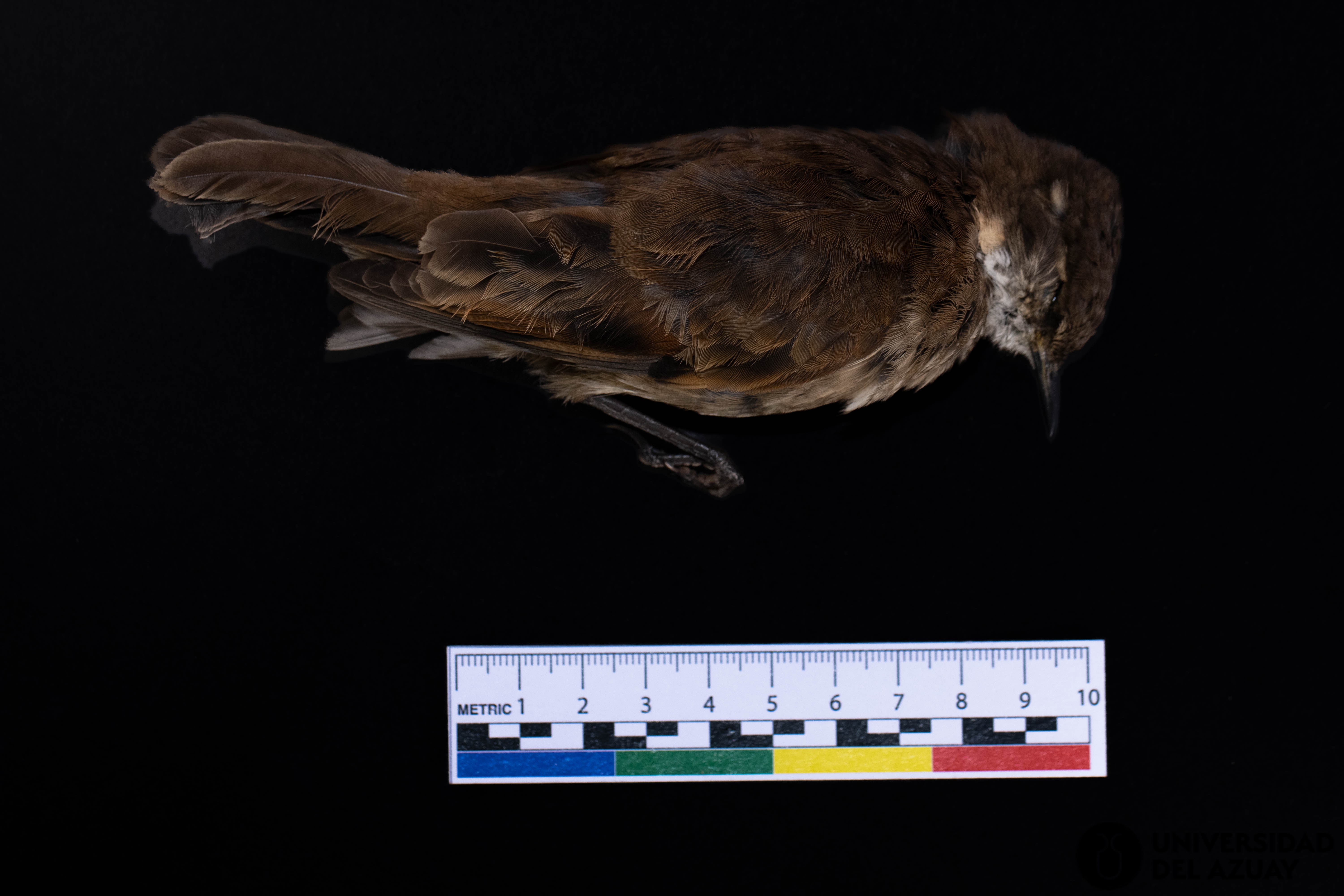 Cinclodes albidiventris