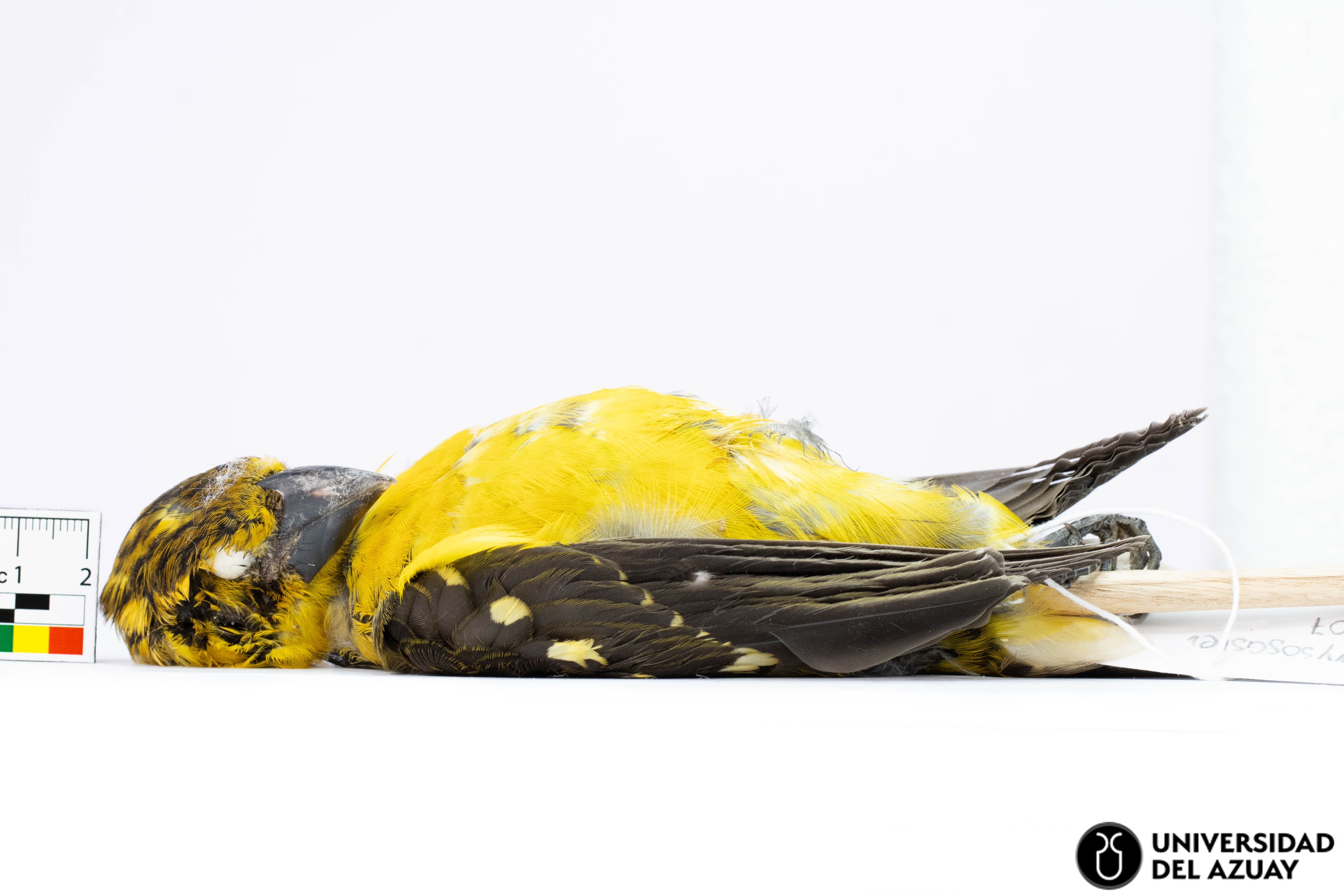 Pheucticus chrysogaster