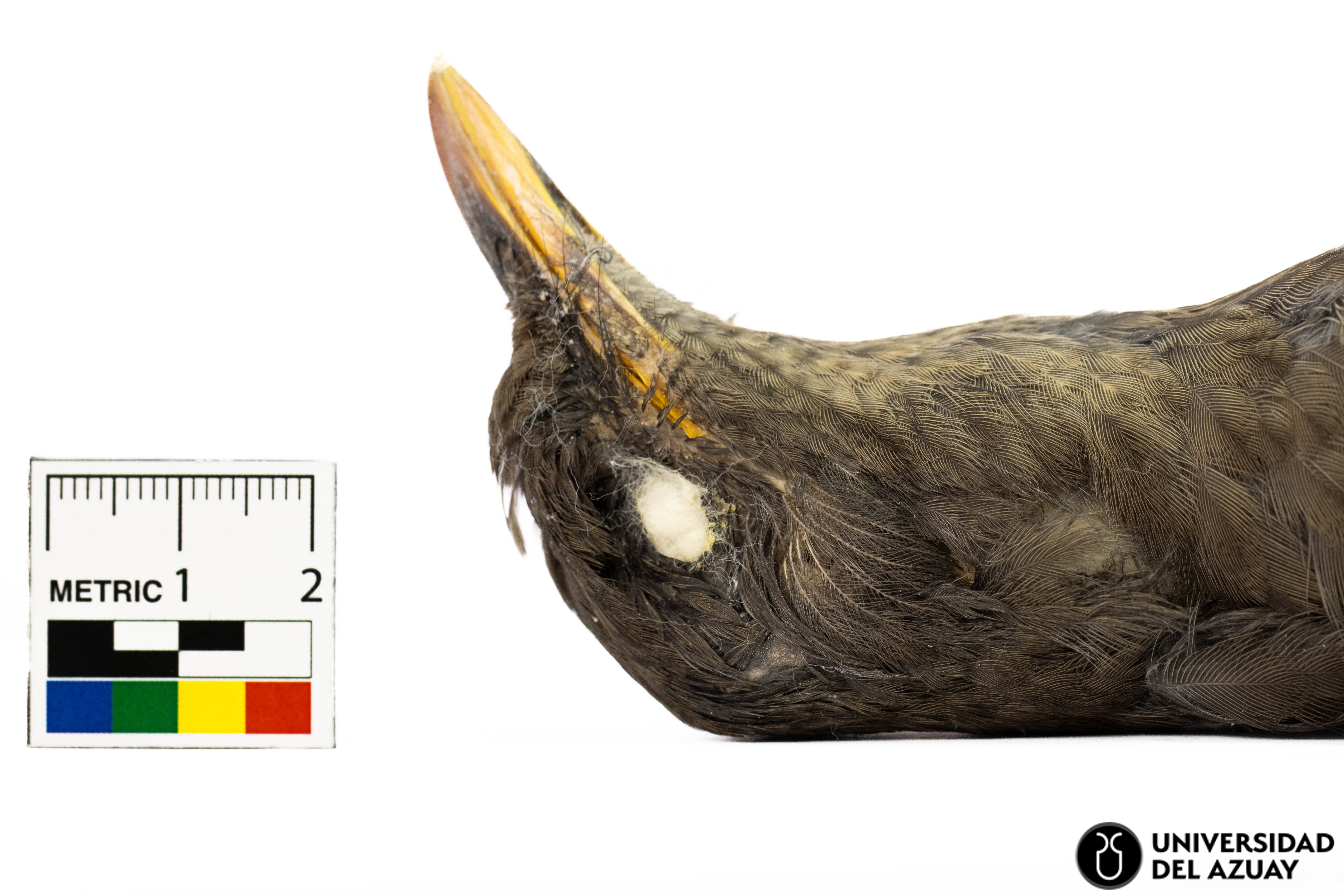 Turdus fuscater