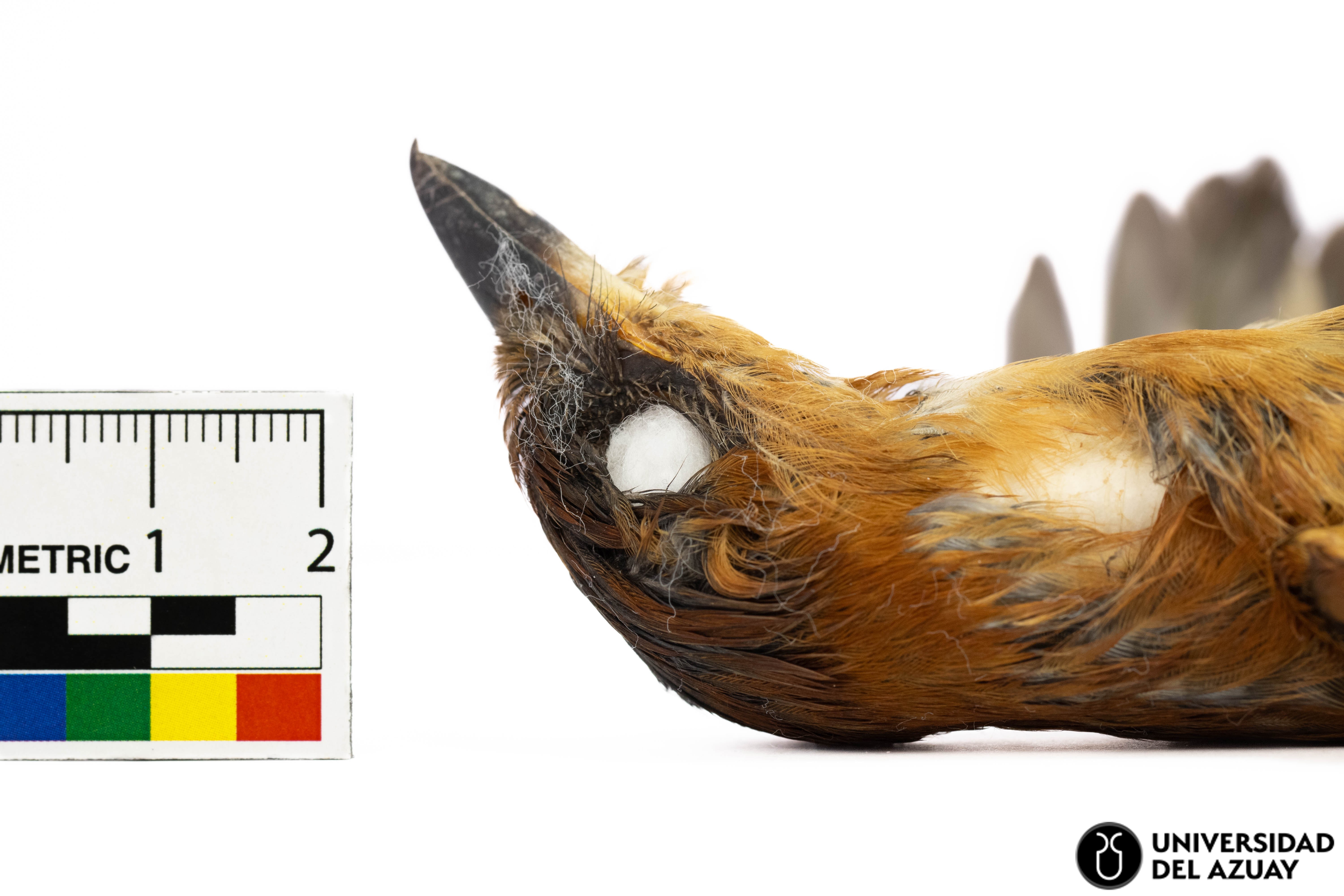 Pachyramphus homochrous