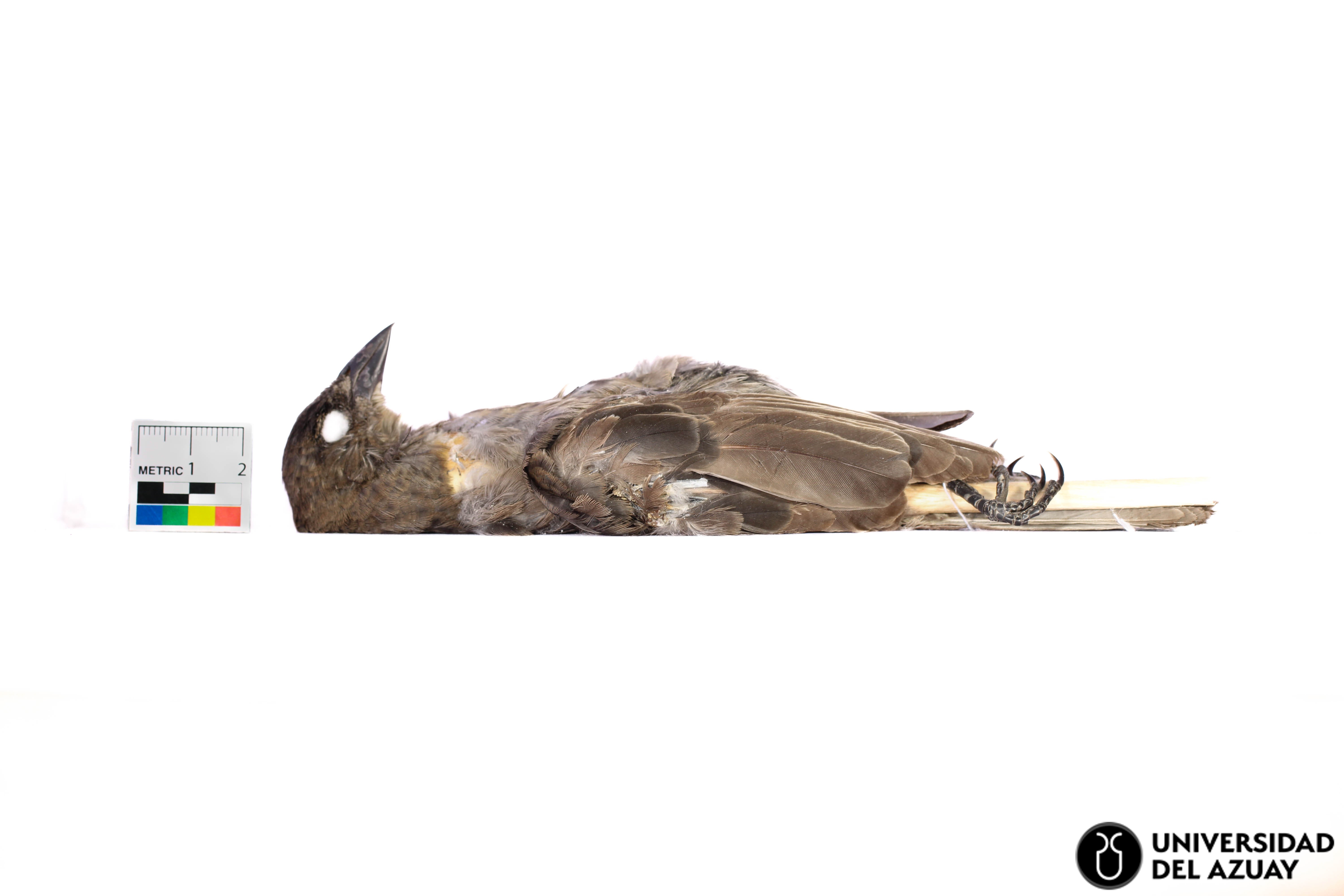 Molothrus bonariensis