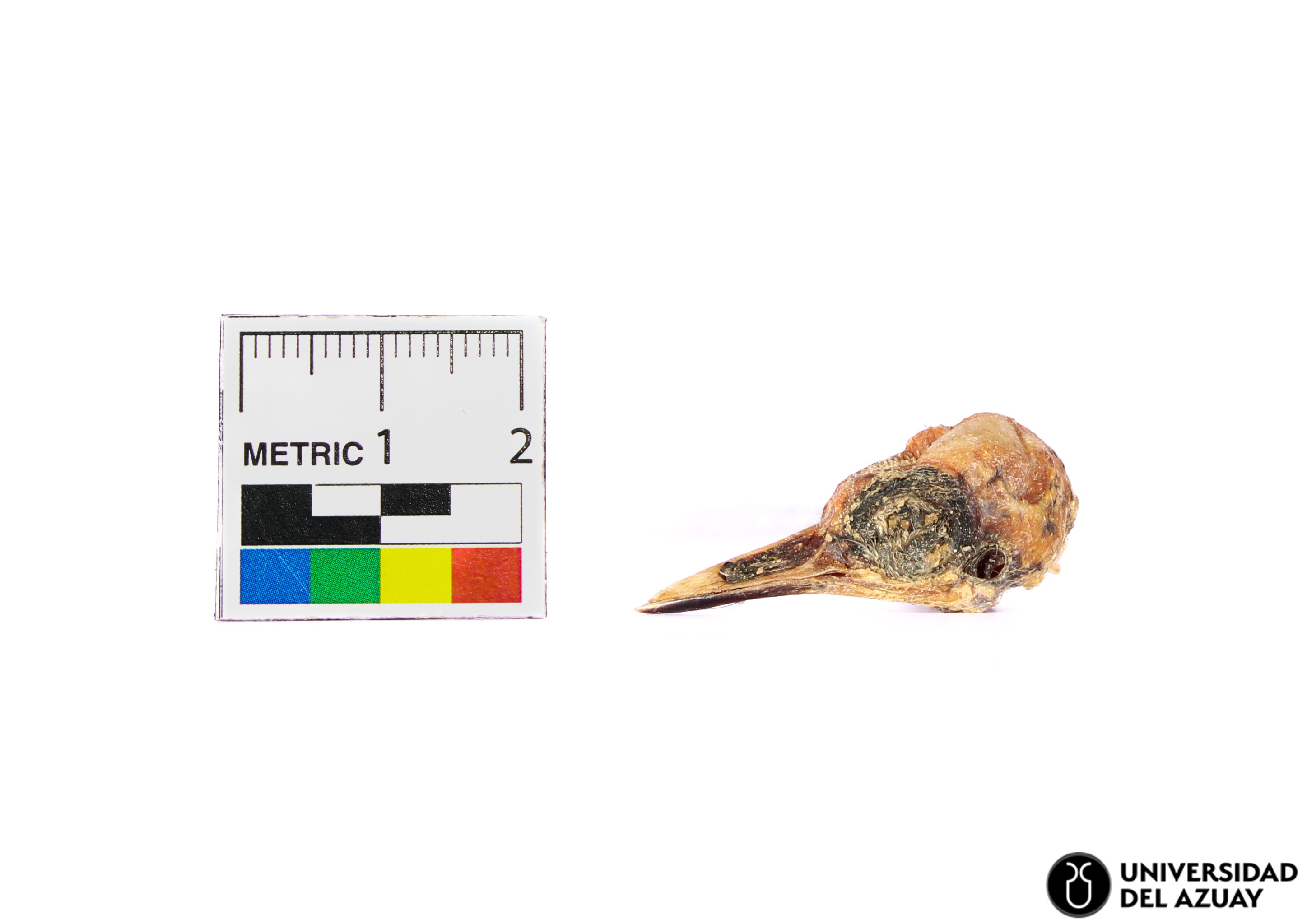 Ochthoeca fumicolor