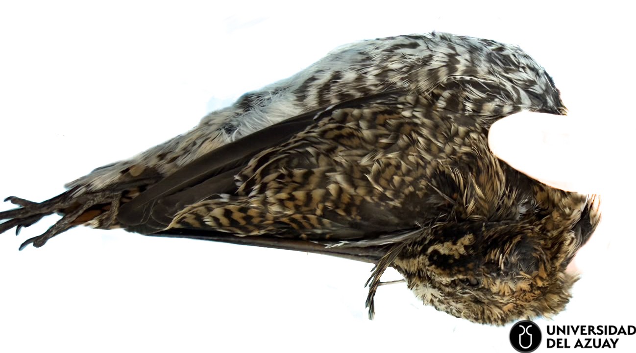 Gallinago nobilis