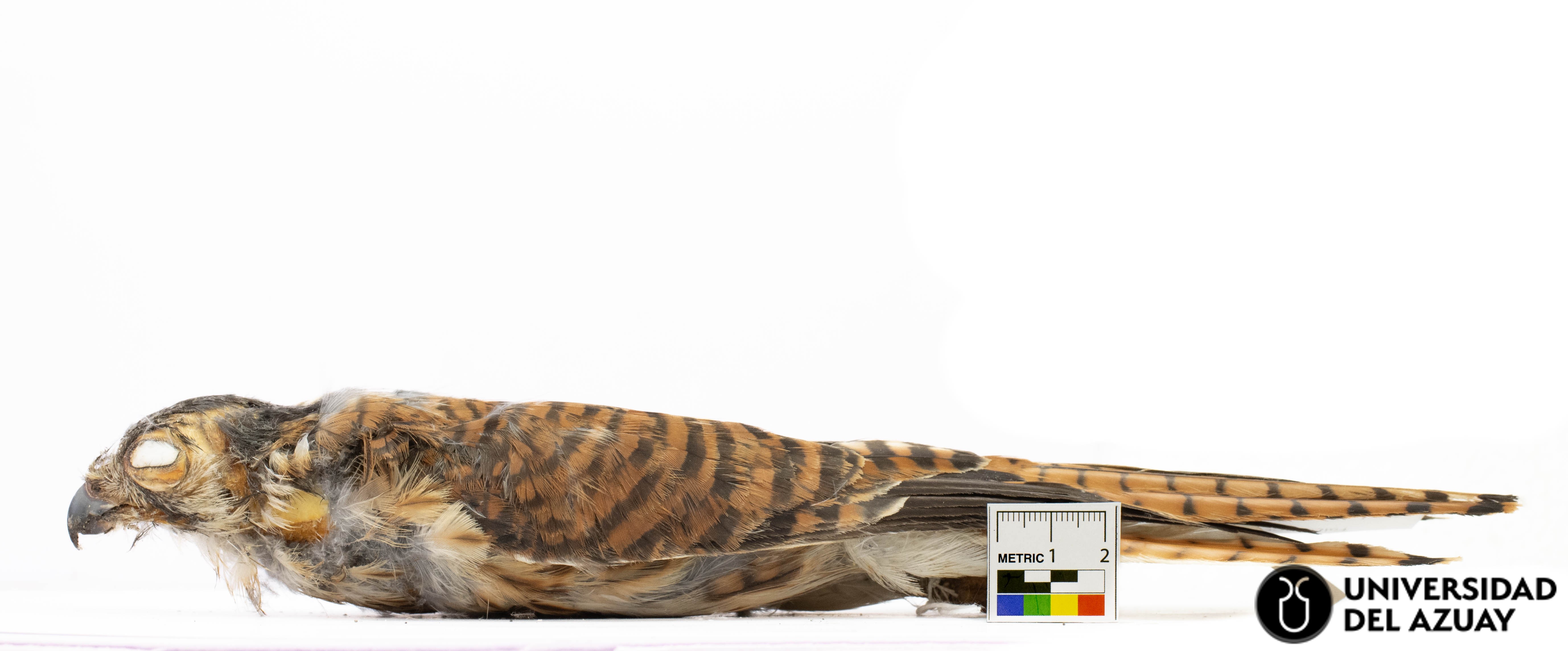 Falco spaverius