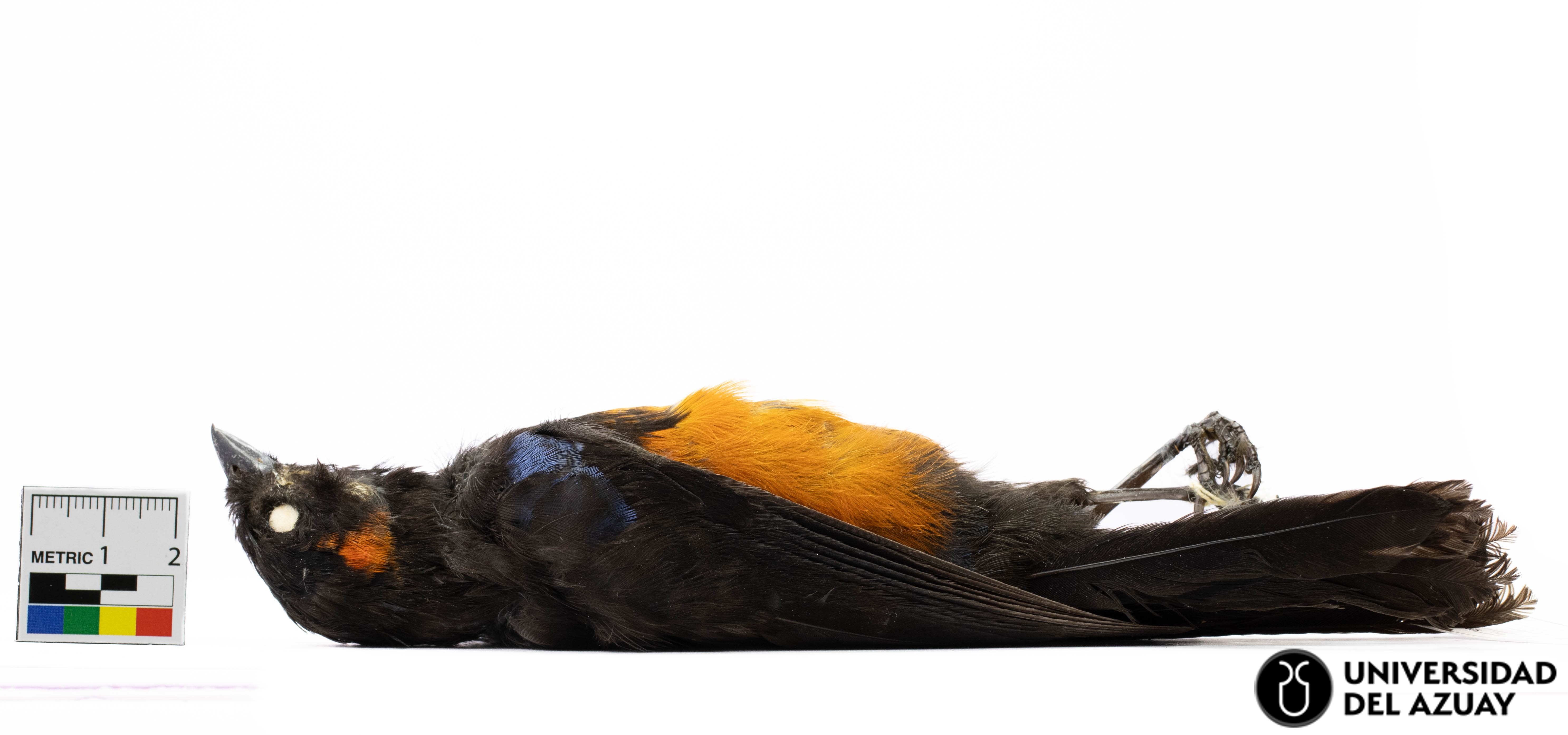 Anisognathus igniventris