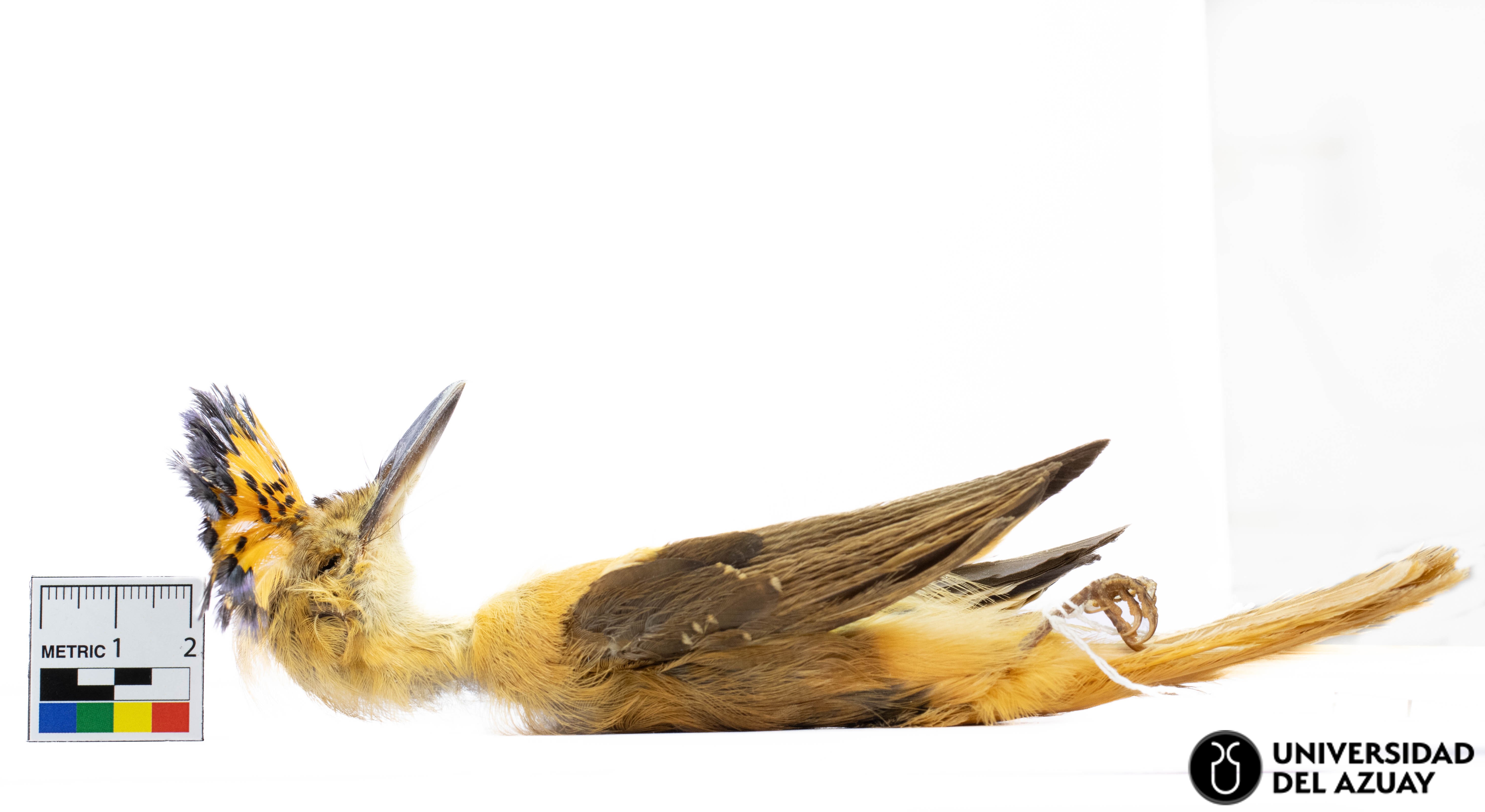 Onichoyhynchus occidentalis