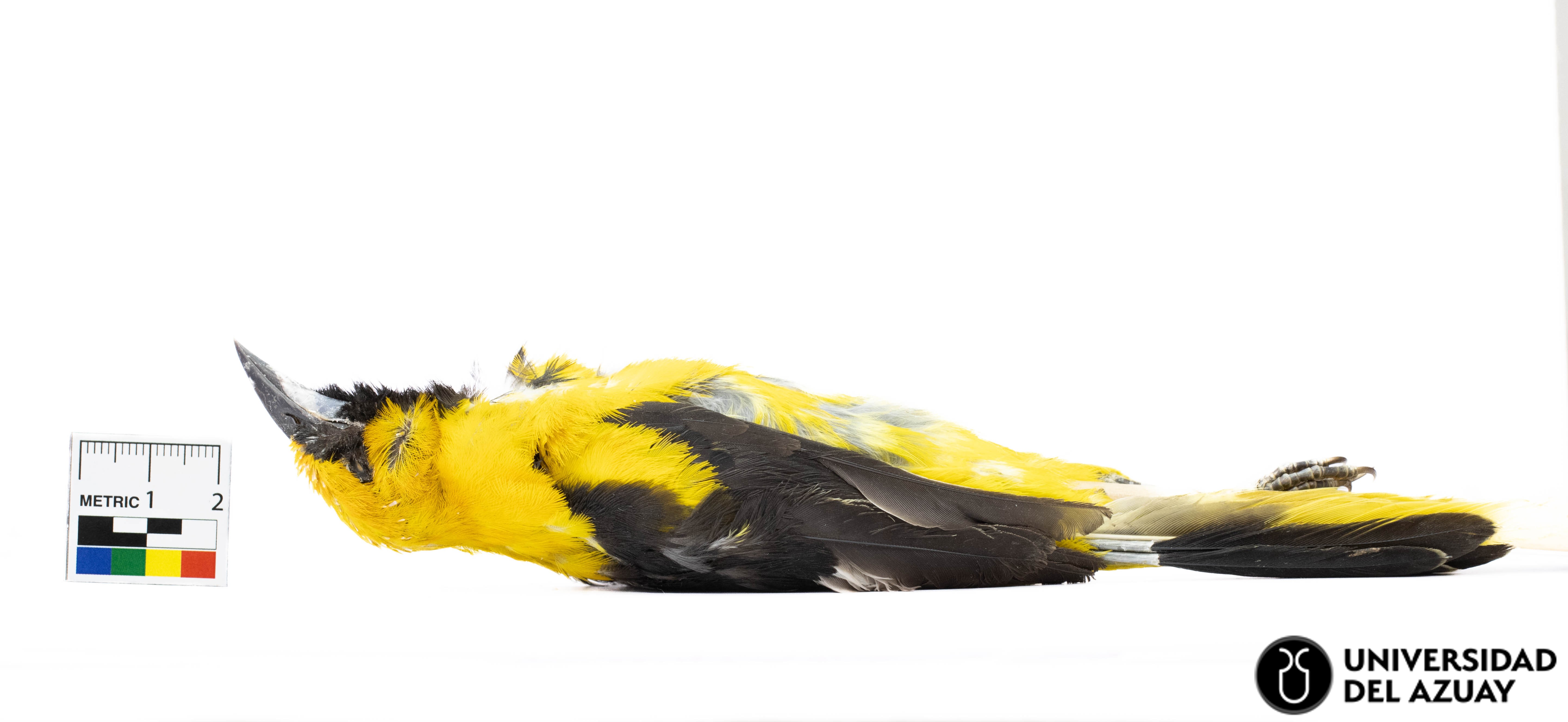 Icterus mesomelas