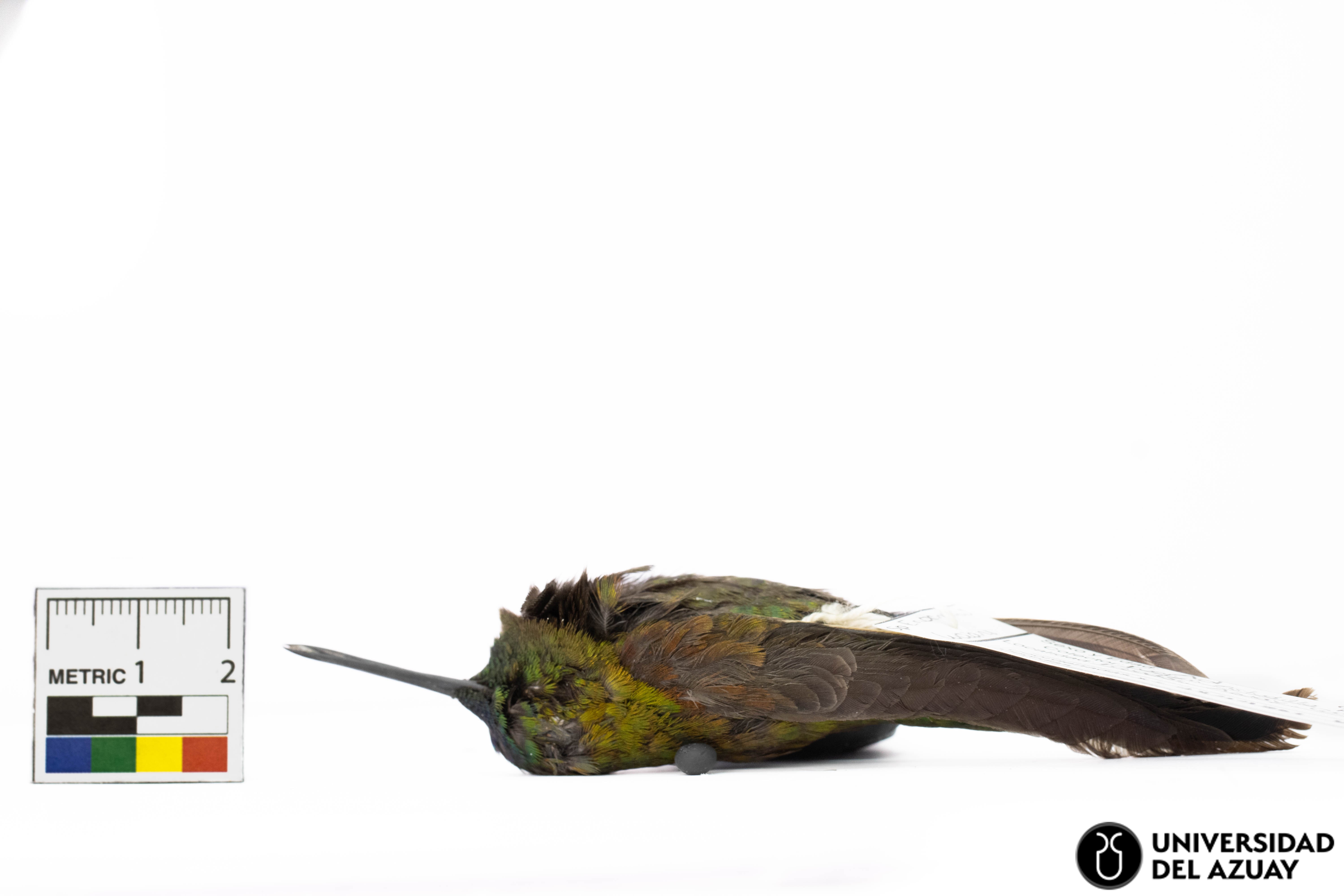 Eriocnemis luciani