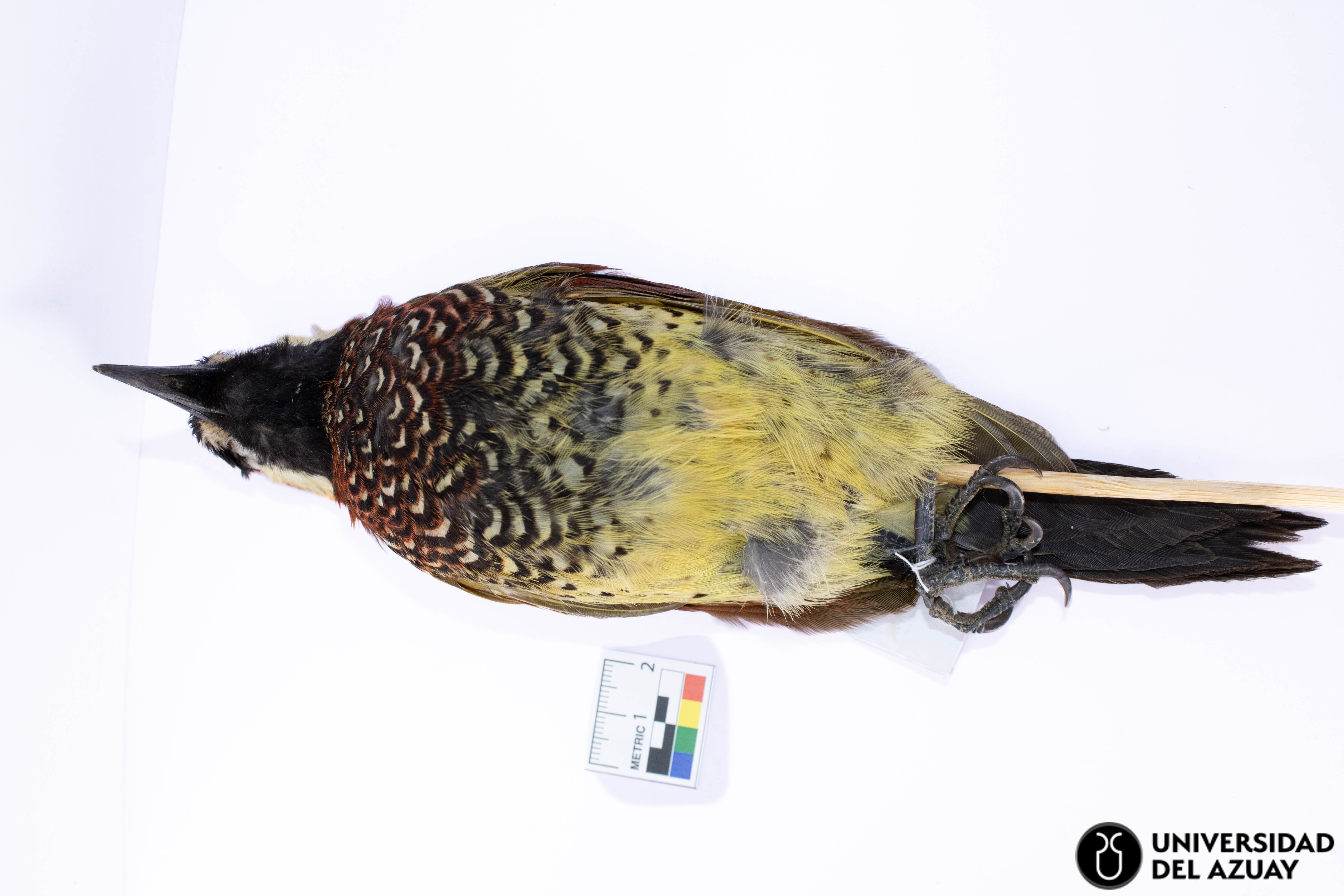 Colaptes rivolii