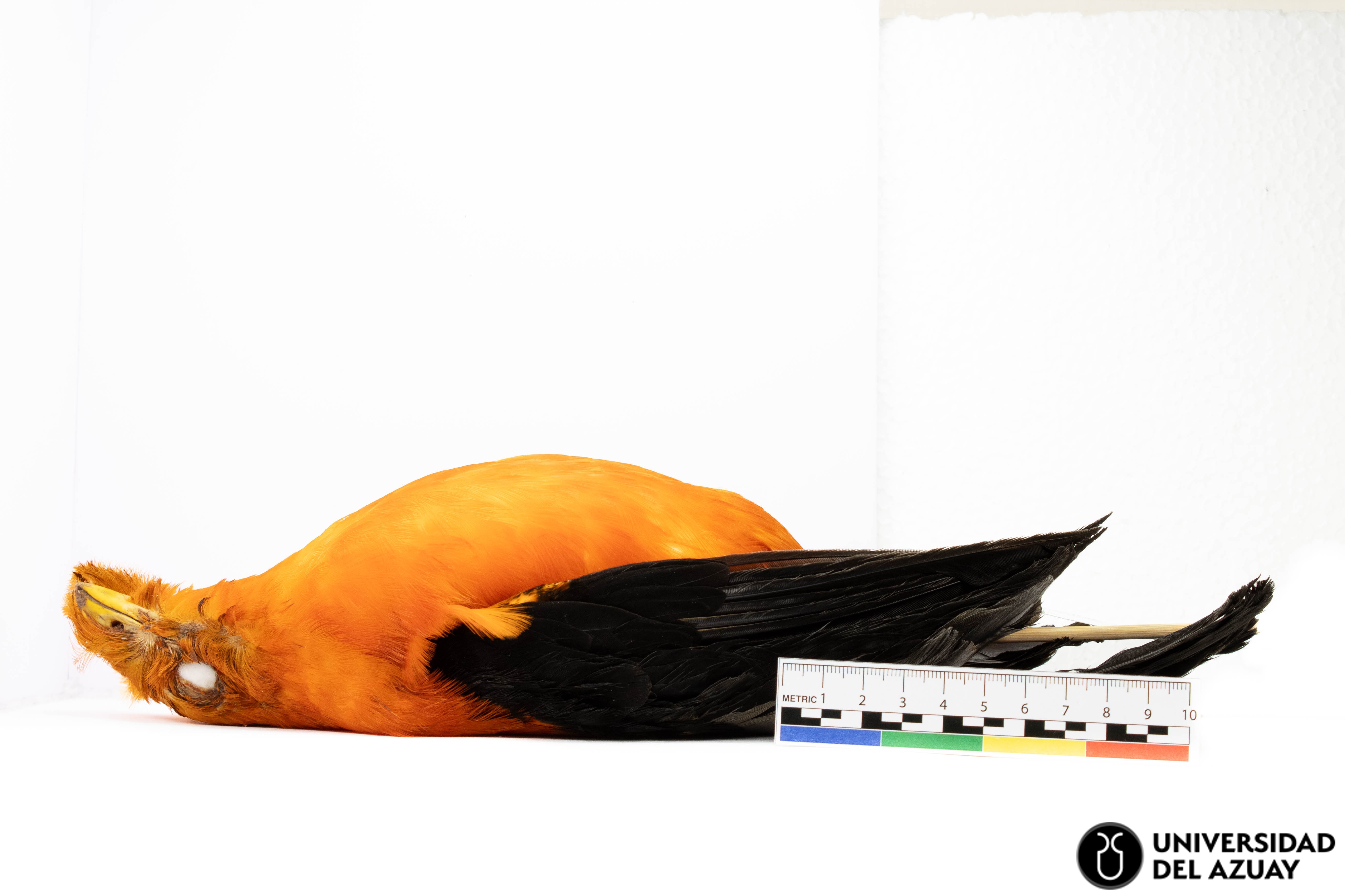 Rupicola peruvianus