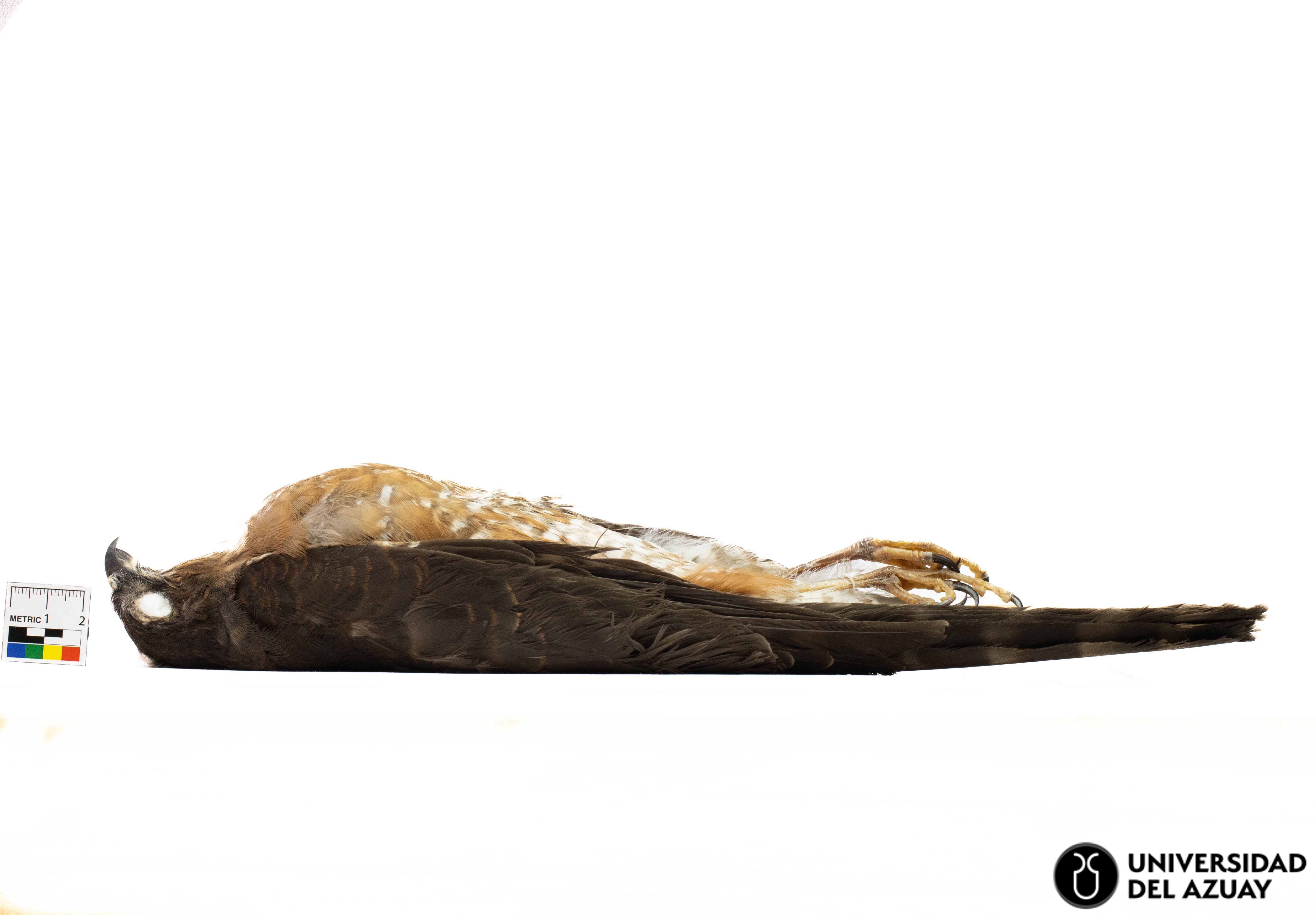 Accipiter striatus