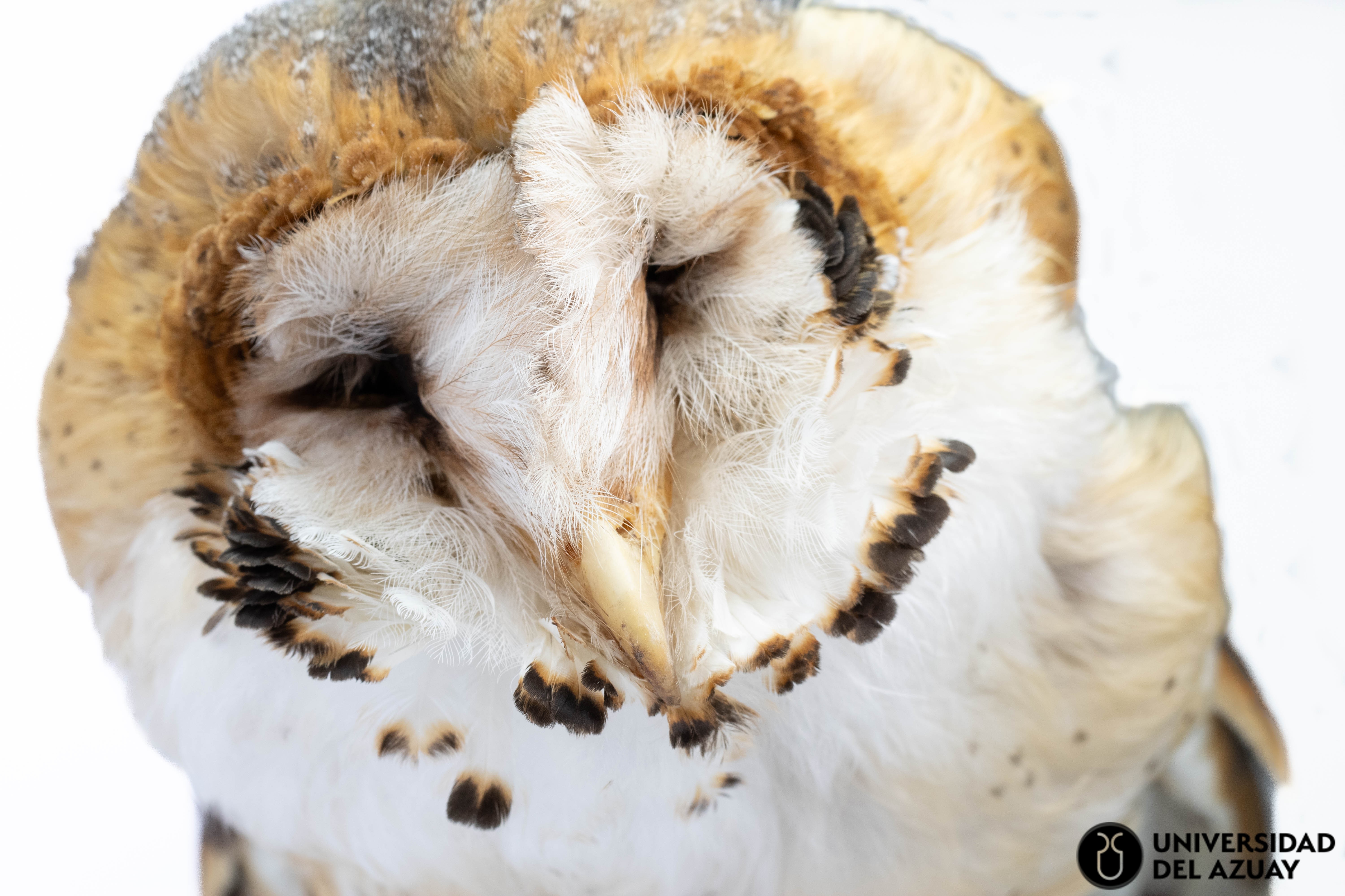 Tyto alba