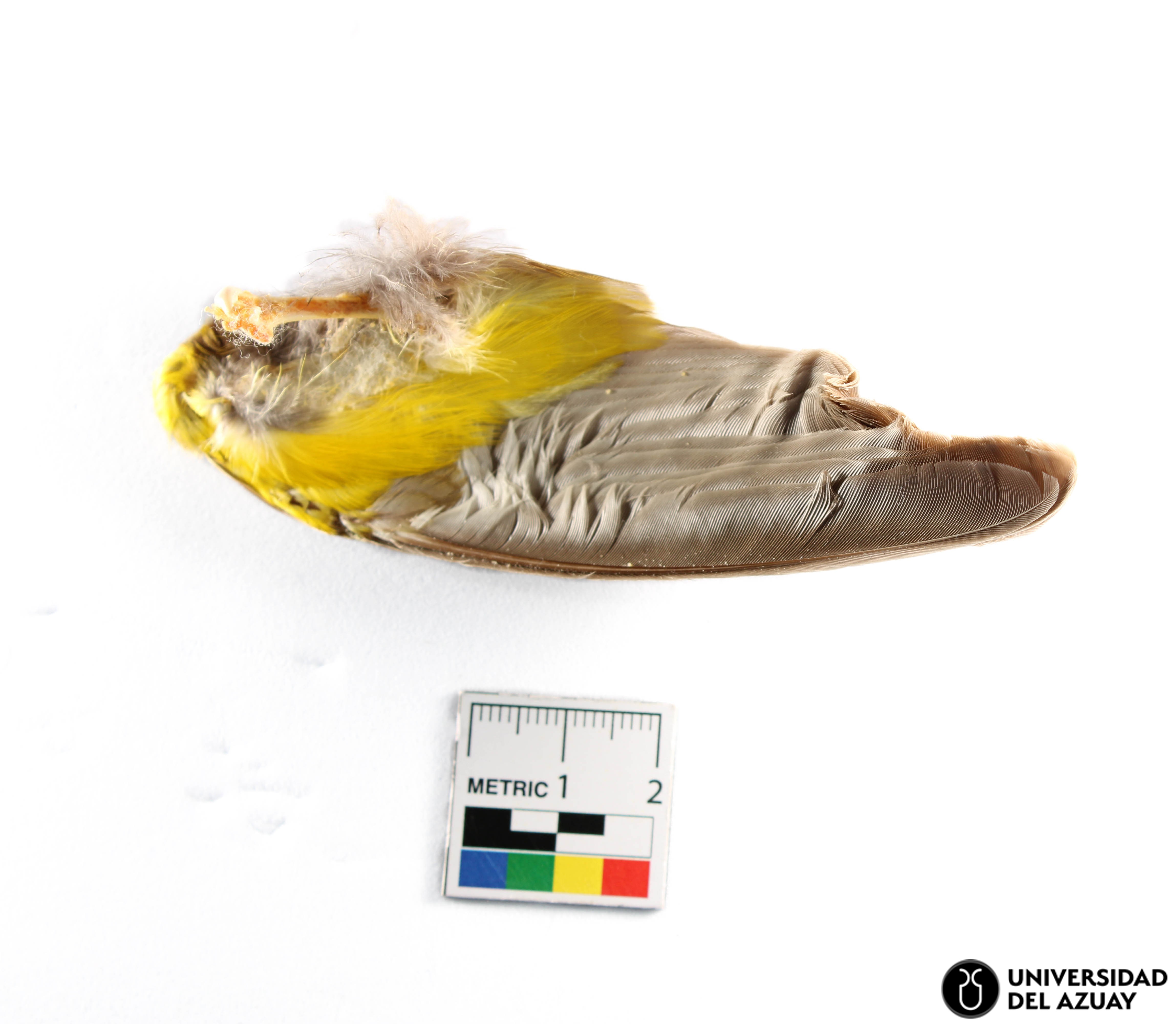 Pheucticus chrysogaster