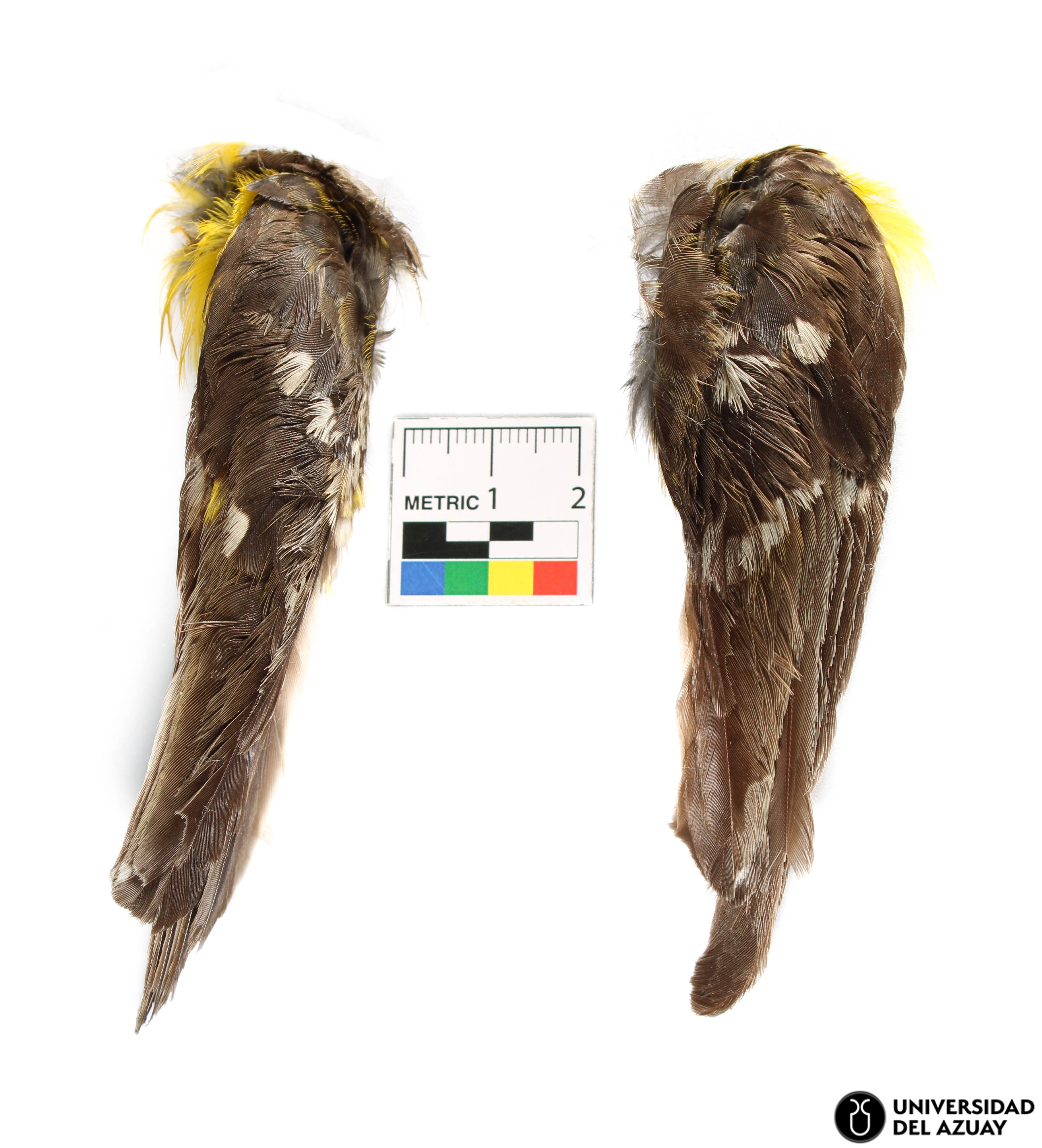 Pheucticus chrysogaster