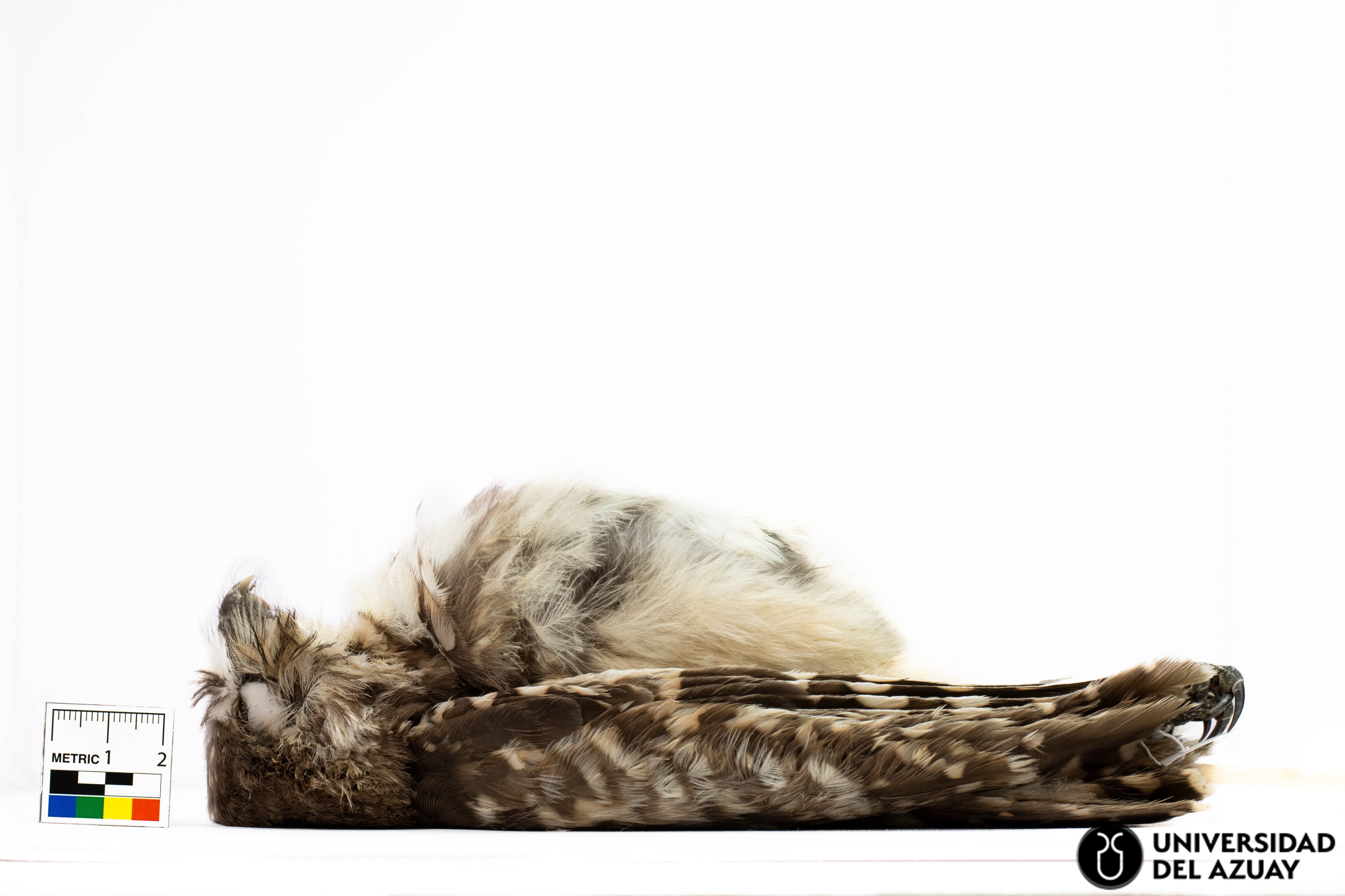 Athene cunicularia