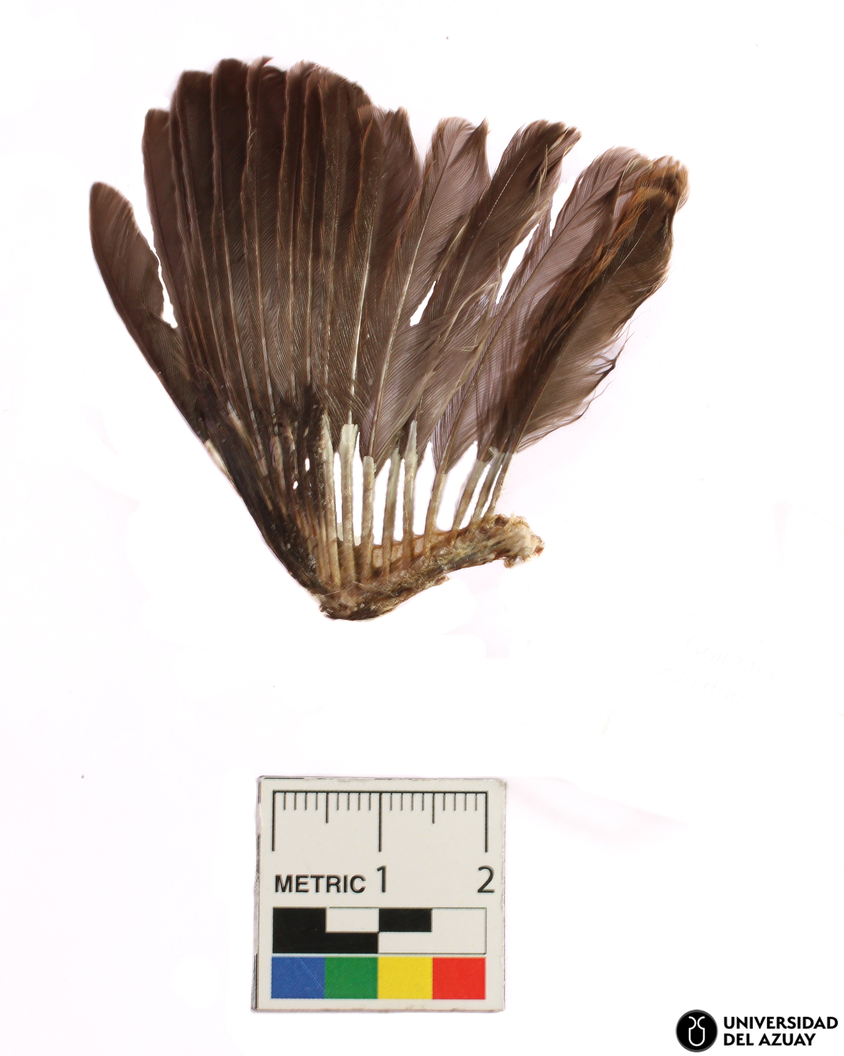 Zonotrichia capensis