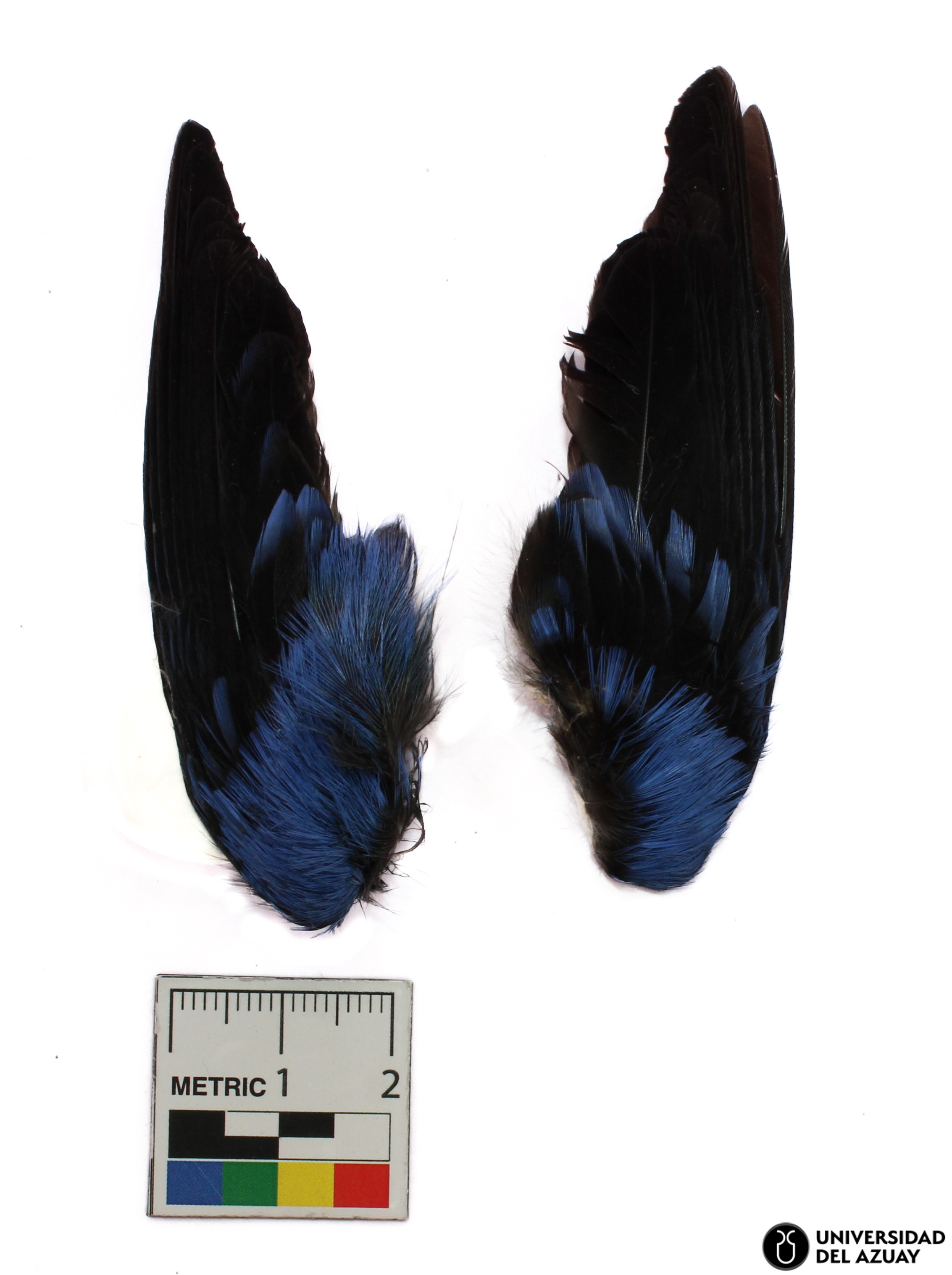Diglossa cyanea