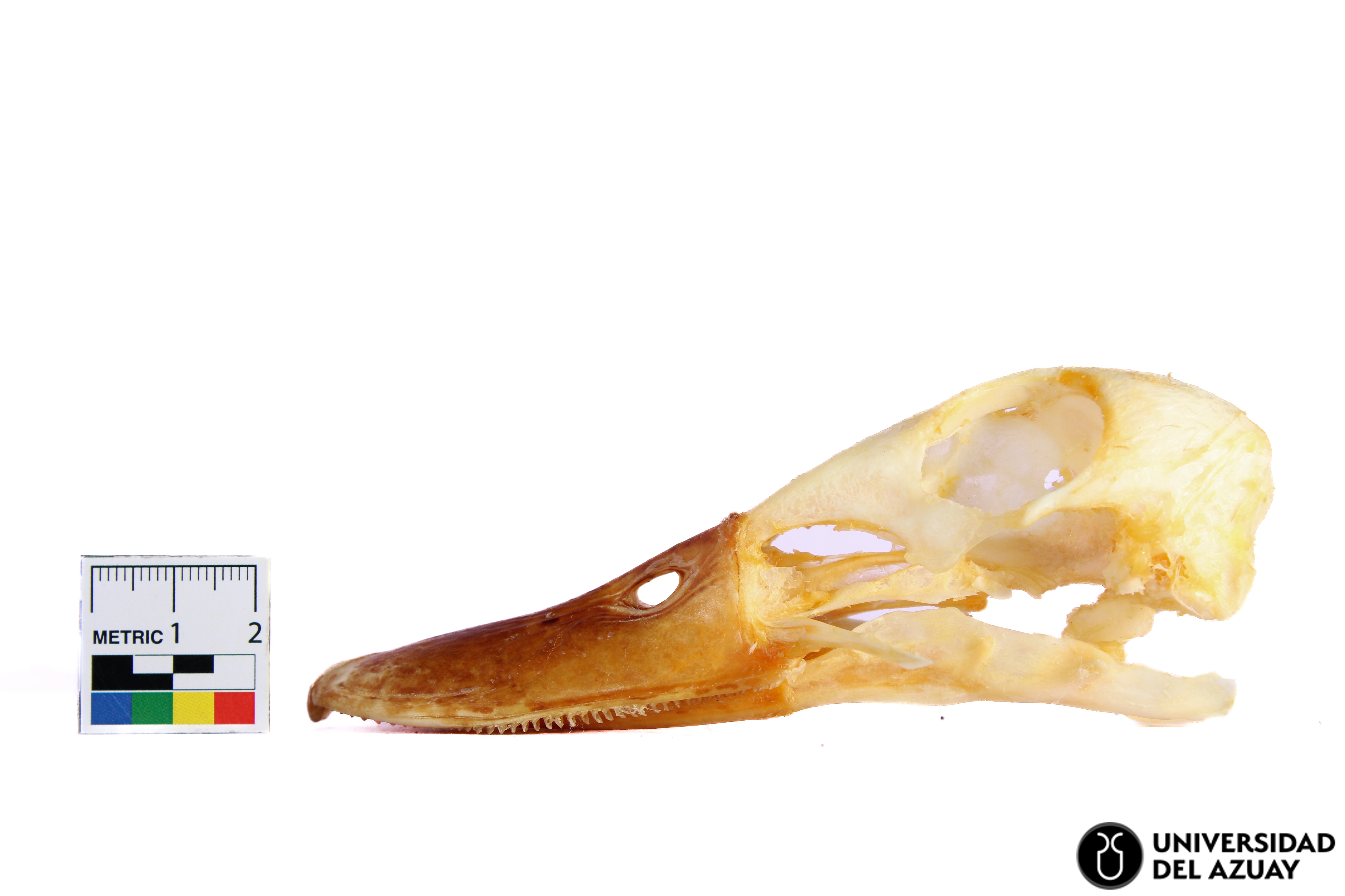 Anas platyrhynchos