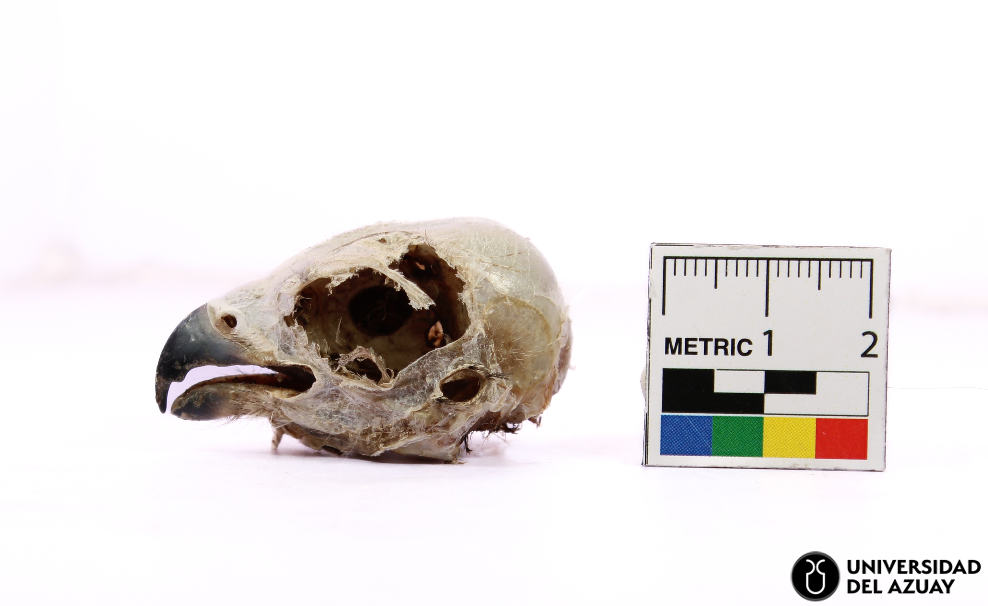 Falco sparverius