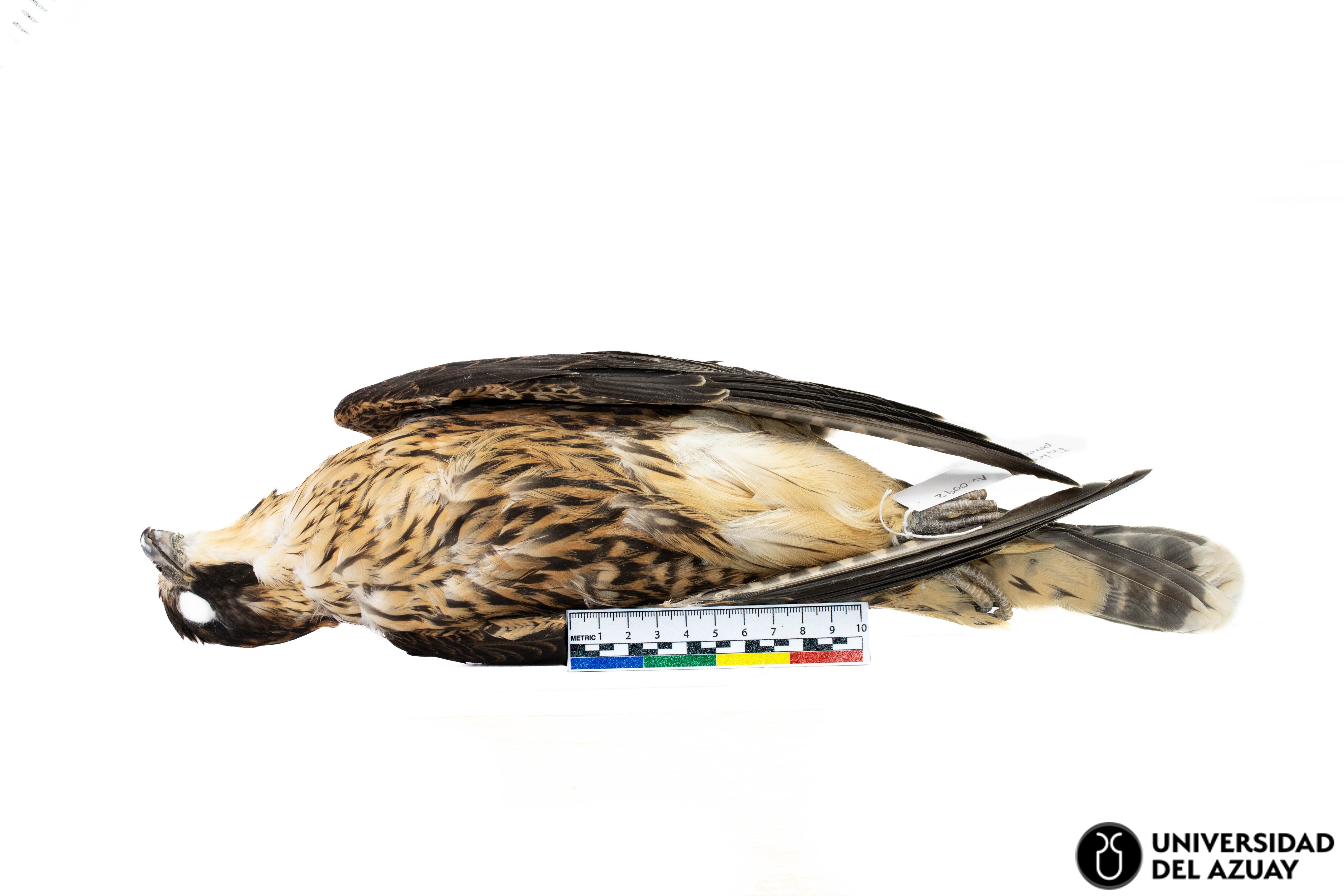 Falco peregrinus